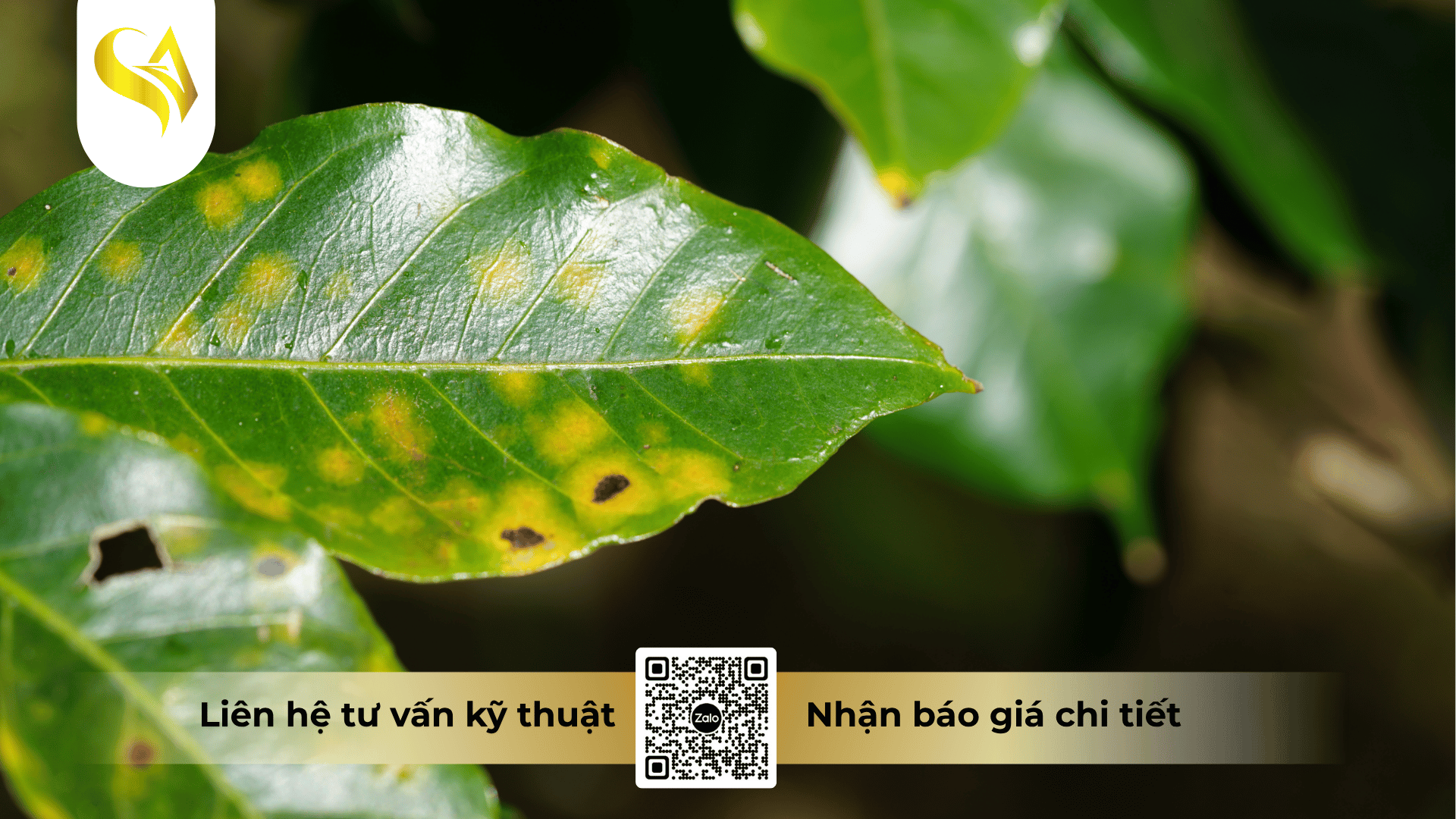 cau-hoi-thuong-gap-khi-phong-benh-cay-mua-mua.png
