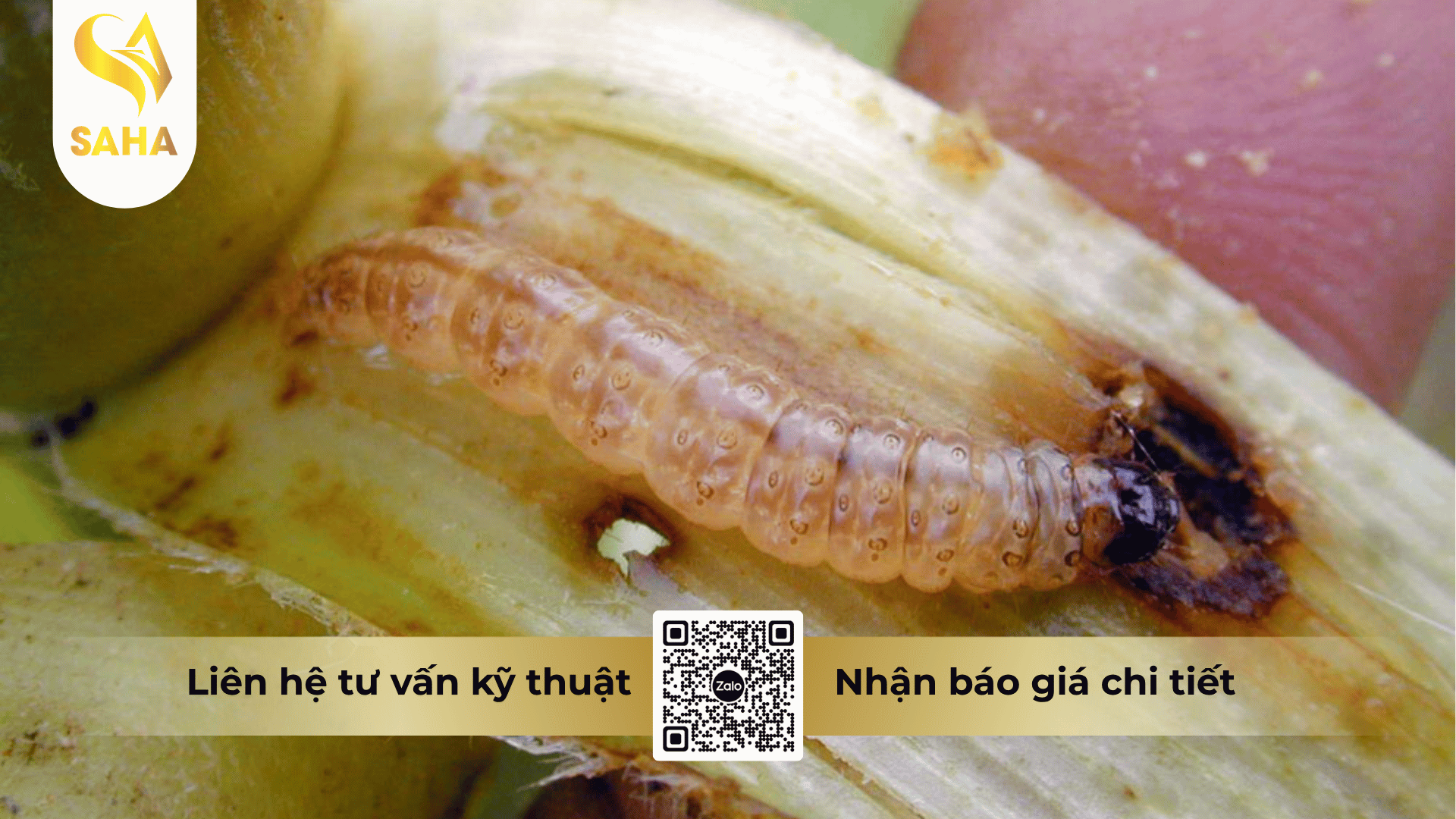 thong-tin-chung-thuoc-tru-sau-cypdime-558-10ec.png