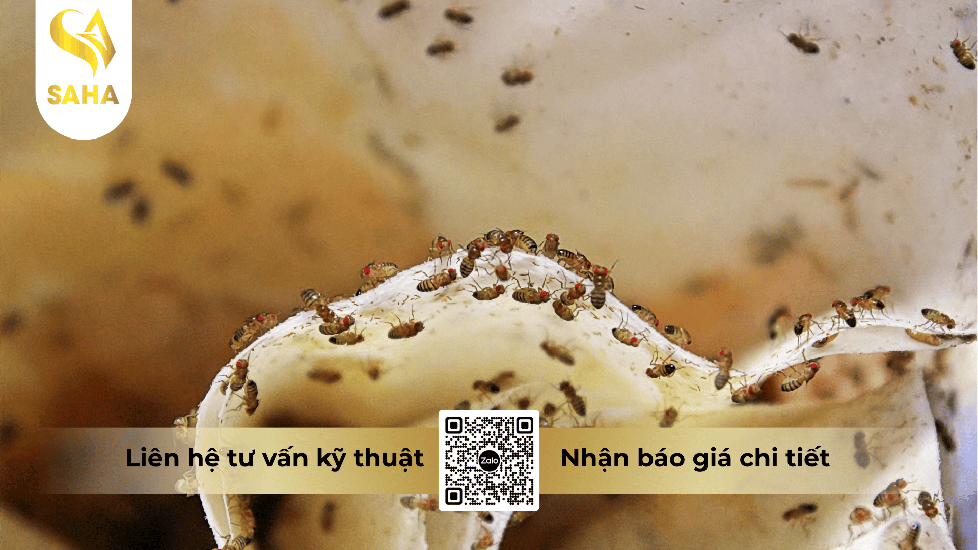 thong-tin-chung-che-pham-dadian-gold-10-ec.png