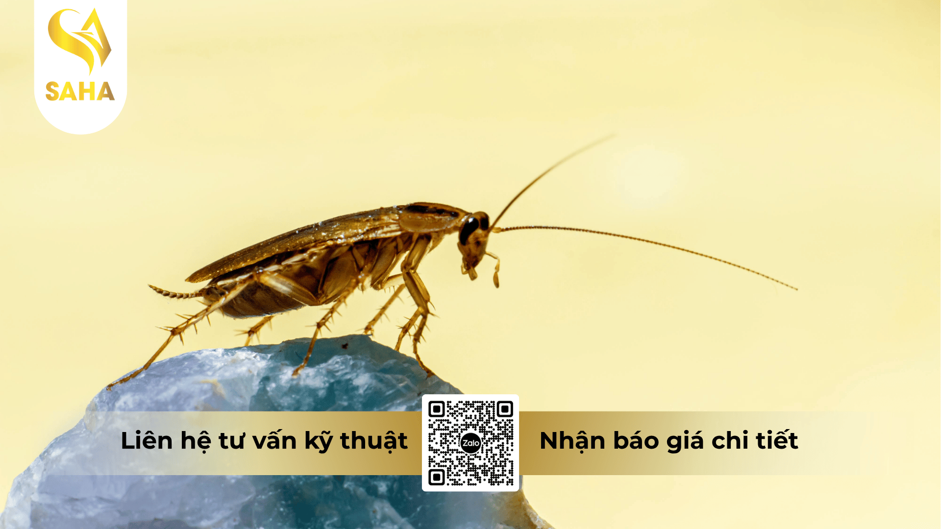 thong-tin-chung-che-pham-deep-clean-550ec.png