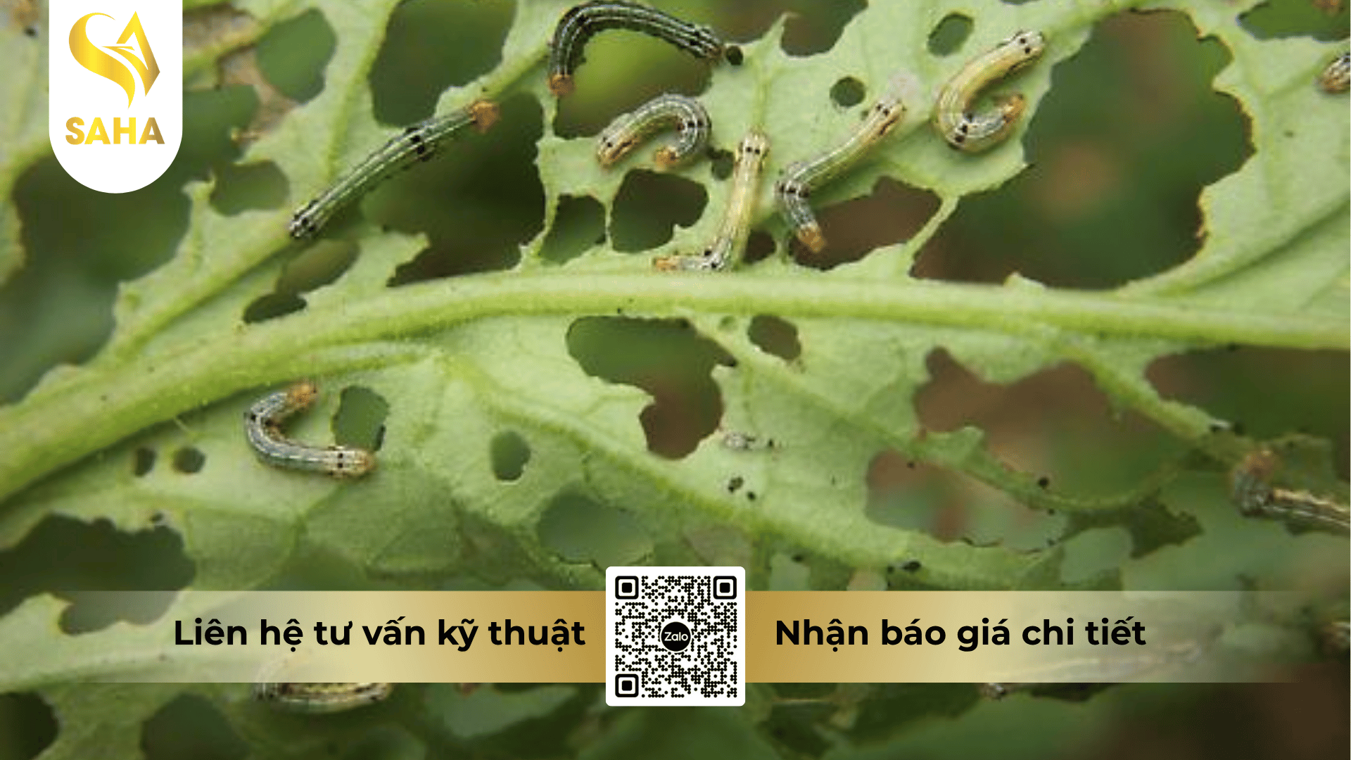 thong-tin-chung-thuoc-tru-sau-diafenpyr-350sc.png