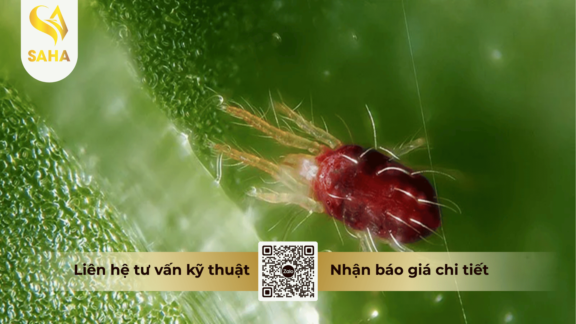 thong-tin-chung-thuoc-tru-sau-diasuper-300sc.png