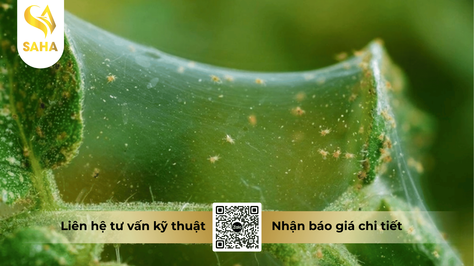 cong-dung-thuoc-tru-sau-diasuper-300sc.png