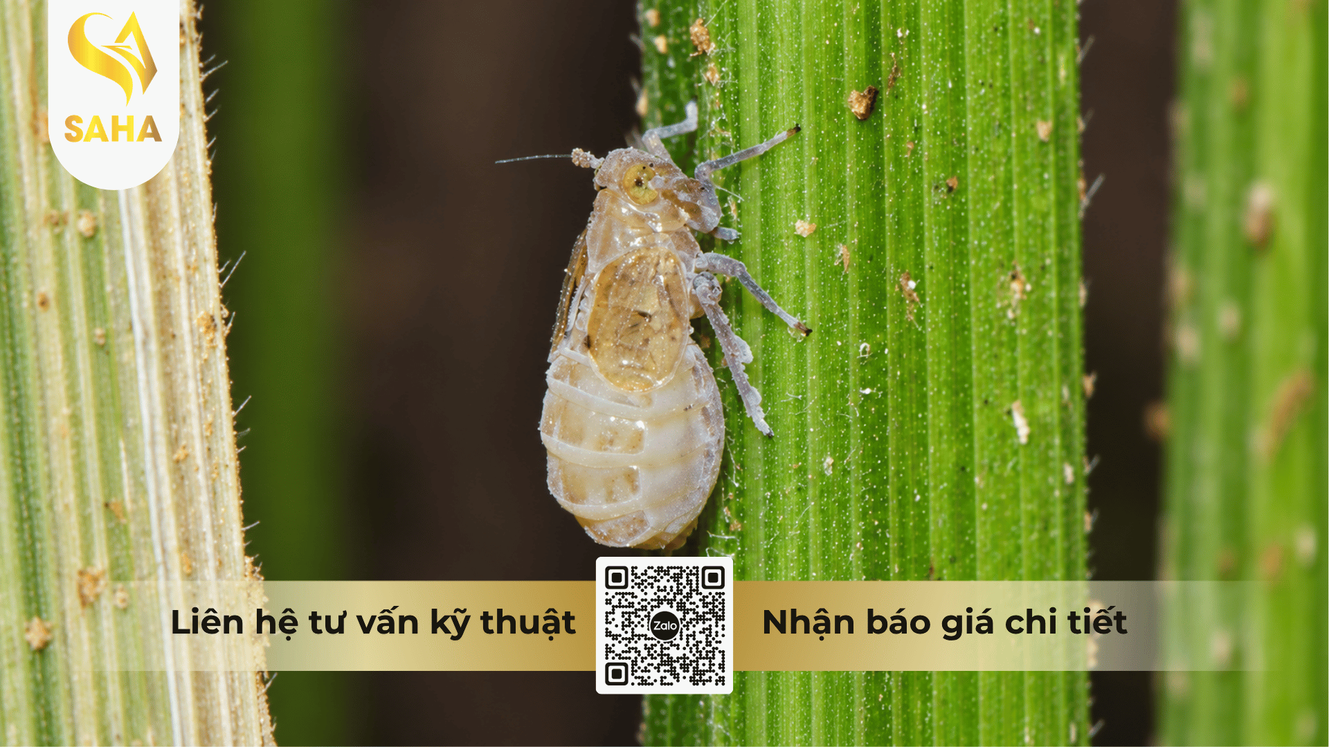 thong-tin-chung-thuoc-tru-sau-diet-ray-277wp.png