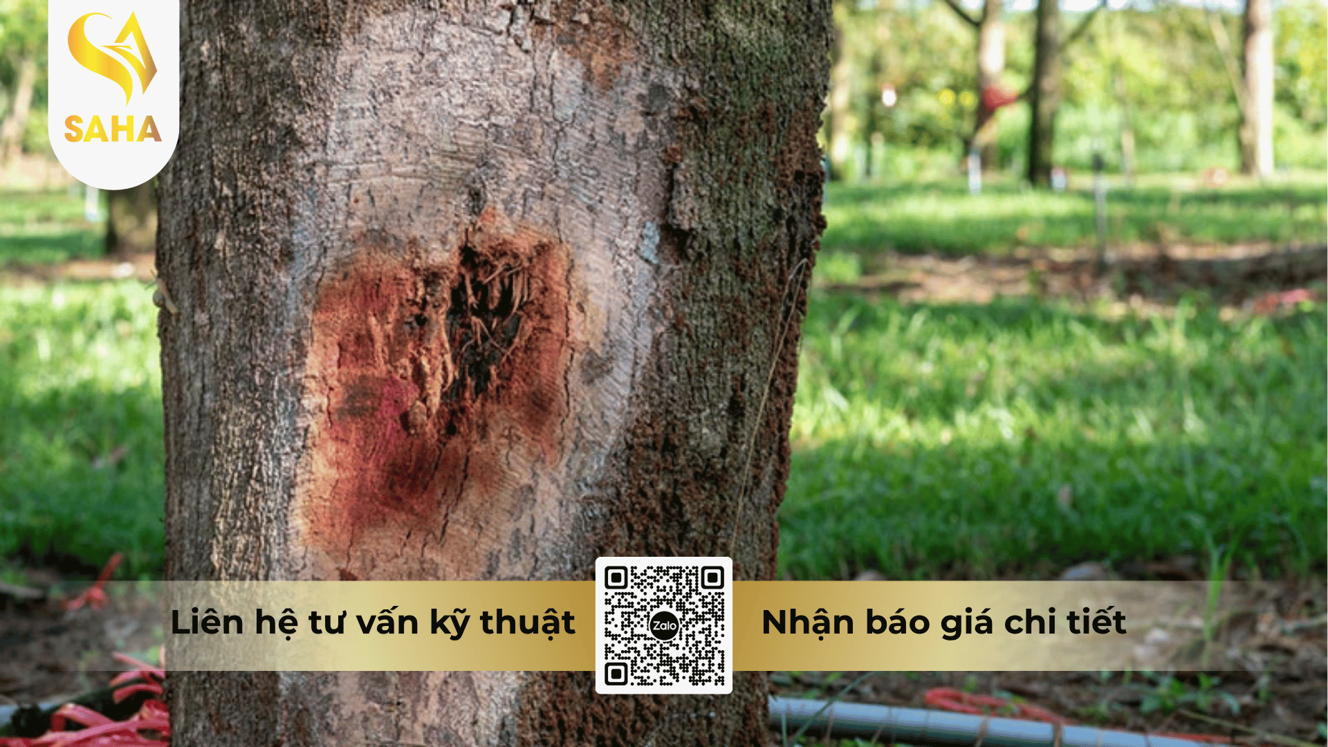 thong-tin-chung-thuoc-tru-benh-diman-bul-70wp.png