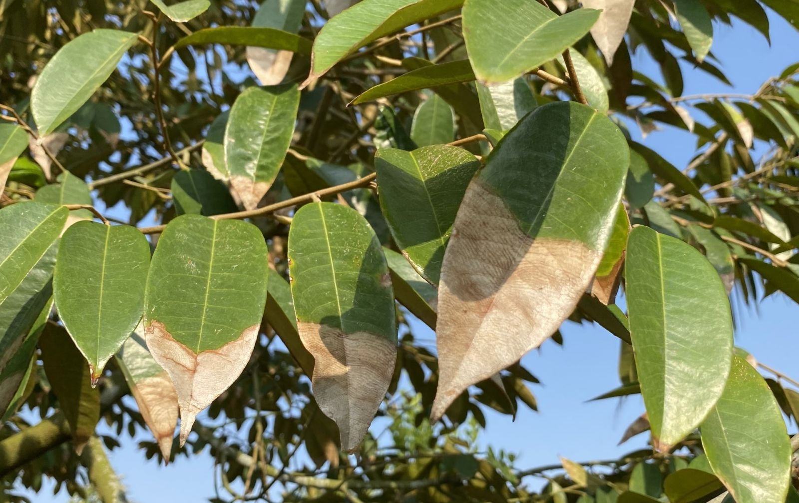 BỆNH THÁN THƯ SẦU RIÊNG: DẤU HIỆU NHẬN BIẾT VÀ GIẢI PHÁP XỬ LÝ