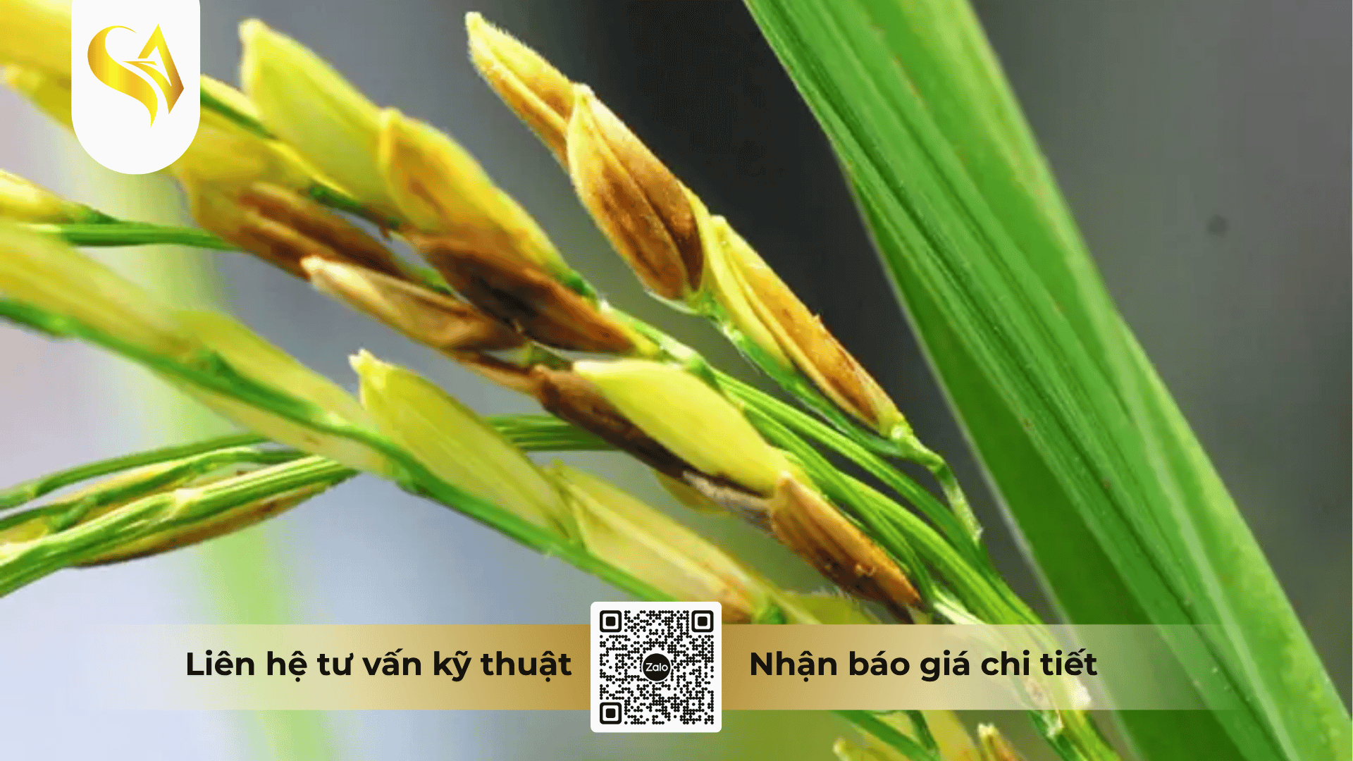 thuc-trang-dich-benh-vi-khuan-hai-lua-va-ap-luc-kiem-soat-hien-nay.png