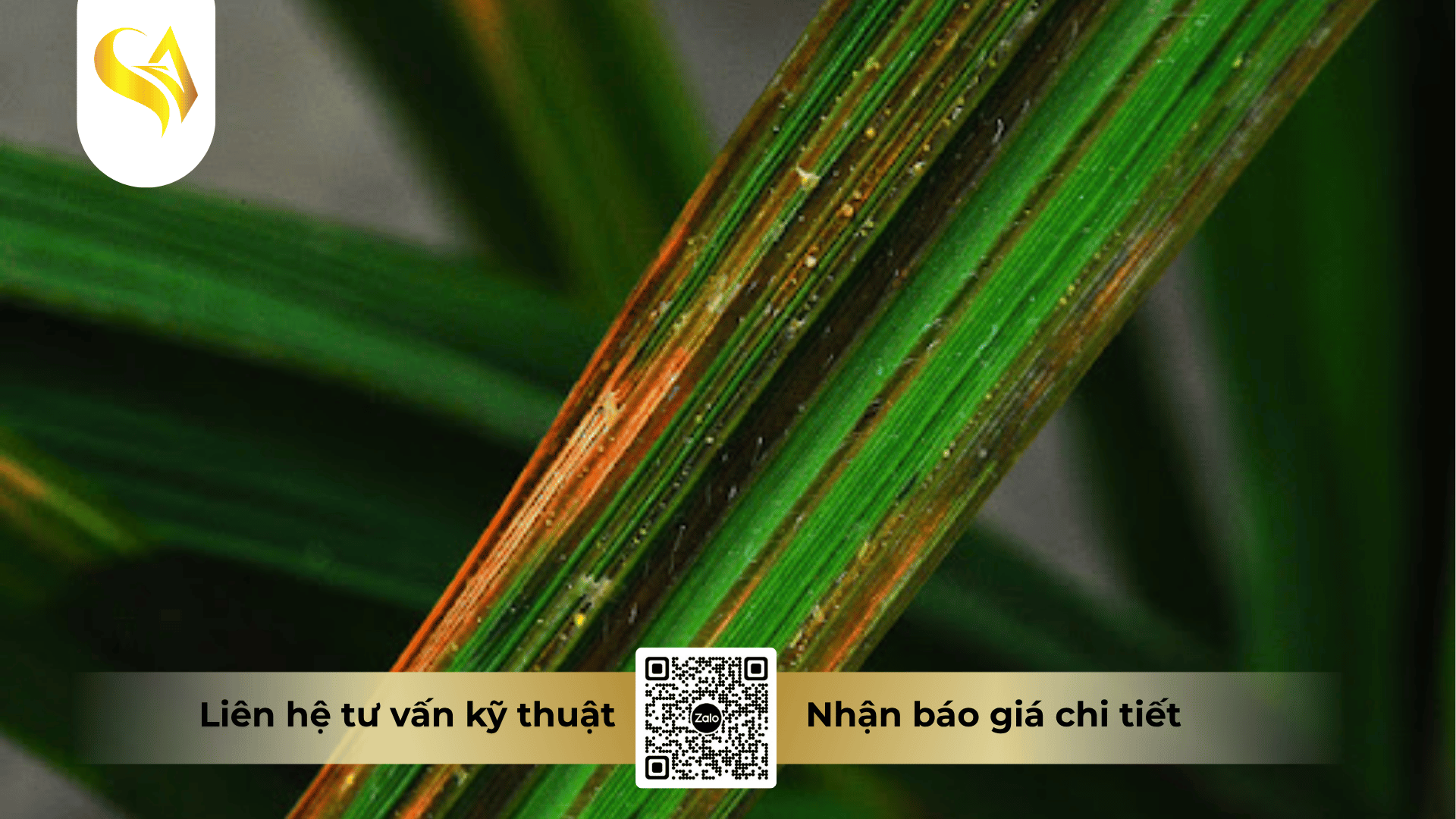 hoat-chat-chinh-va-co-che-tac-dong-kep-cua-captivan-400wp.png