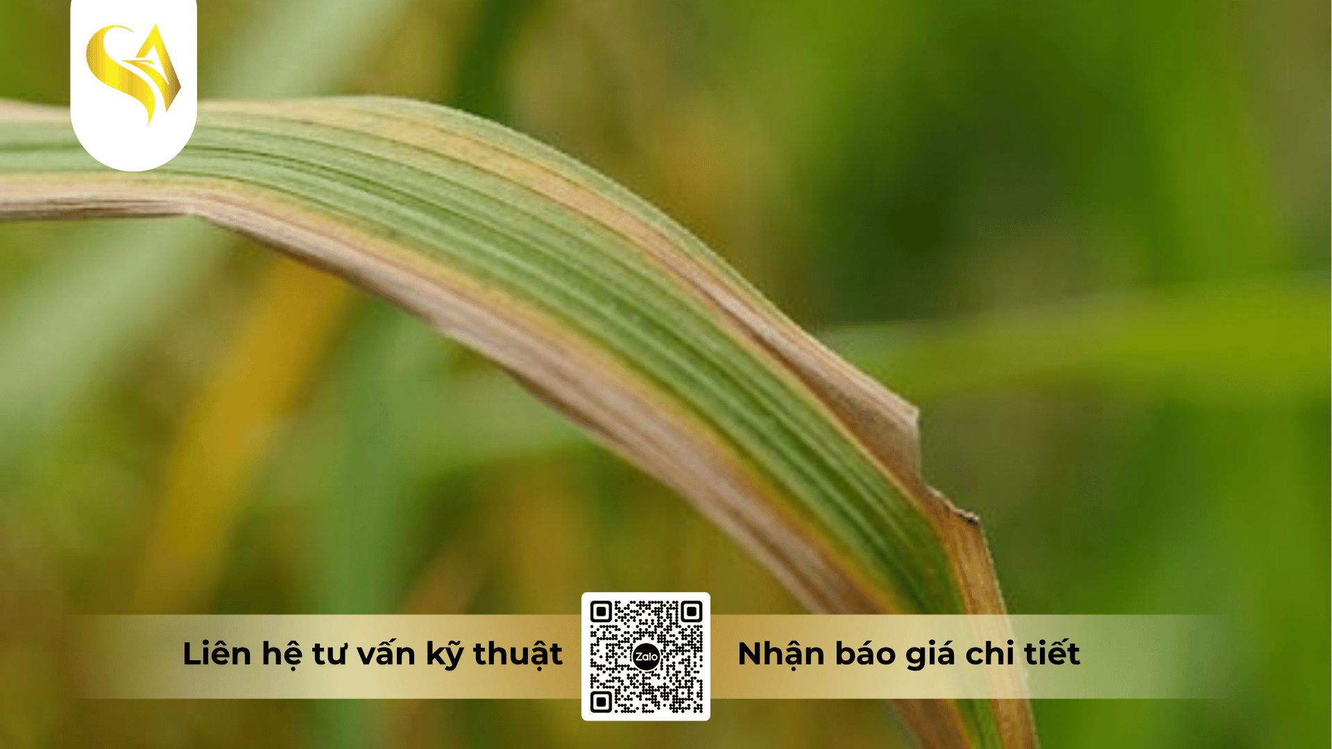 nguy-co-dich-vi-khuan-bung-phat-va-nguyen-tac-kiem-soat-bang-thuoc-bvtv.png