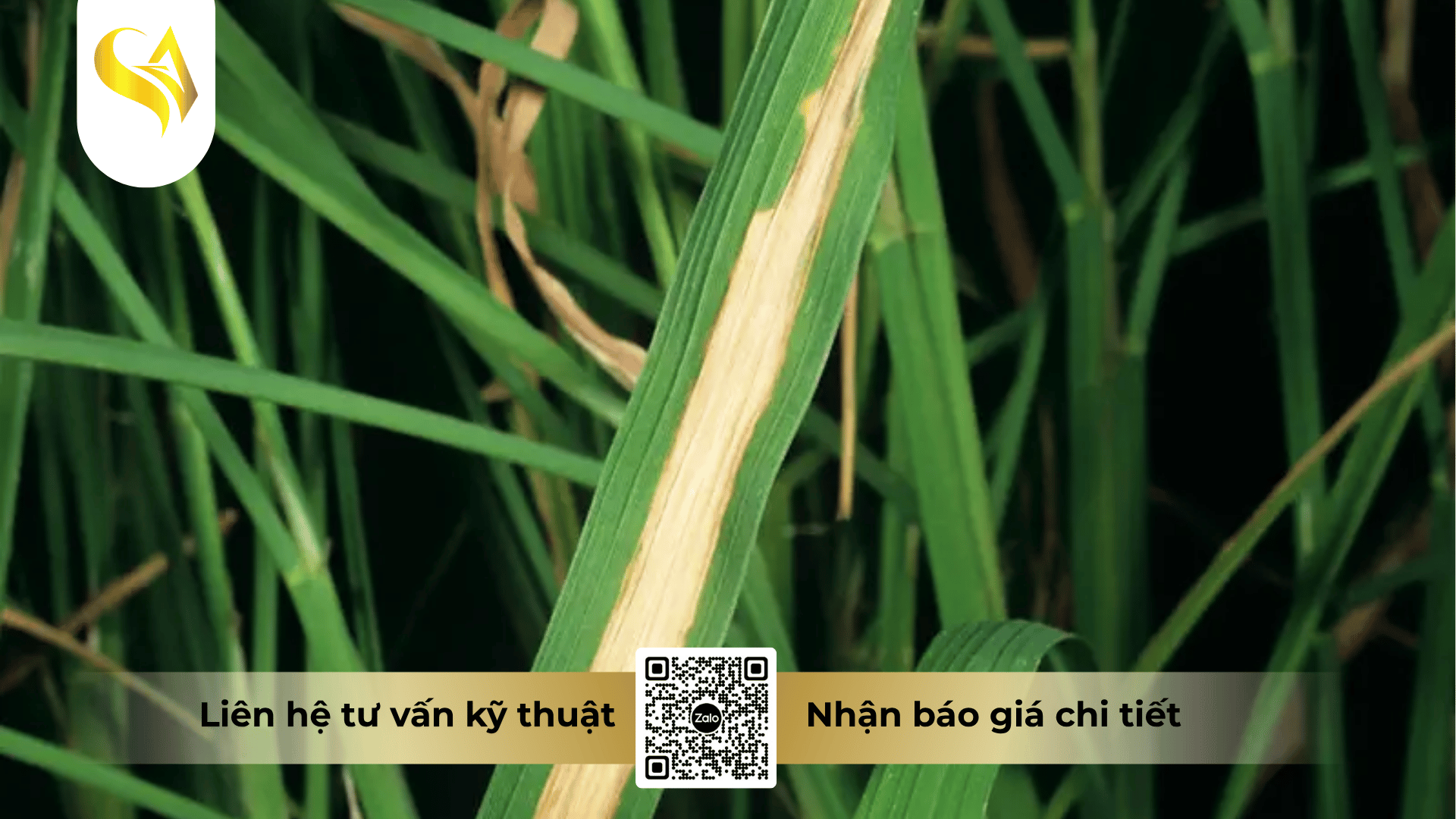 moi-nguy-hai-tu-cac-benh-do-vi-khuan-gay-ra-tren-cay-trong.png