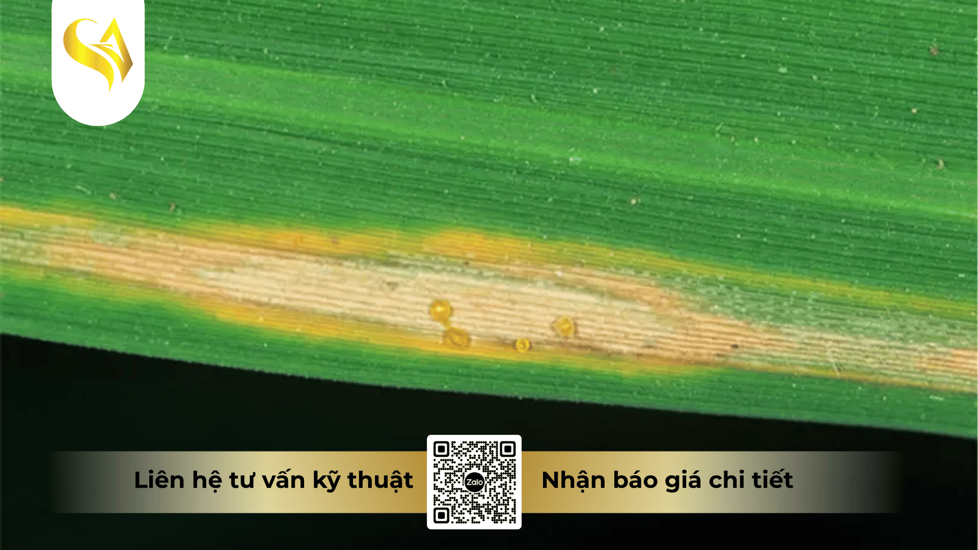 cac-cau-hoi-thuong-gap-ve-thuoc-tru-benh-captivan-400wp-faq.png
