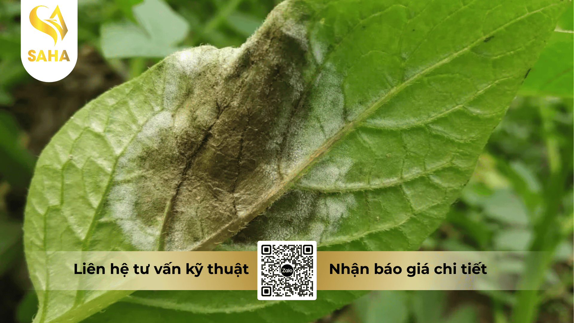 thong-tin-chung-thuoc-tru-benh-dimethor-500sc.png