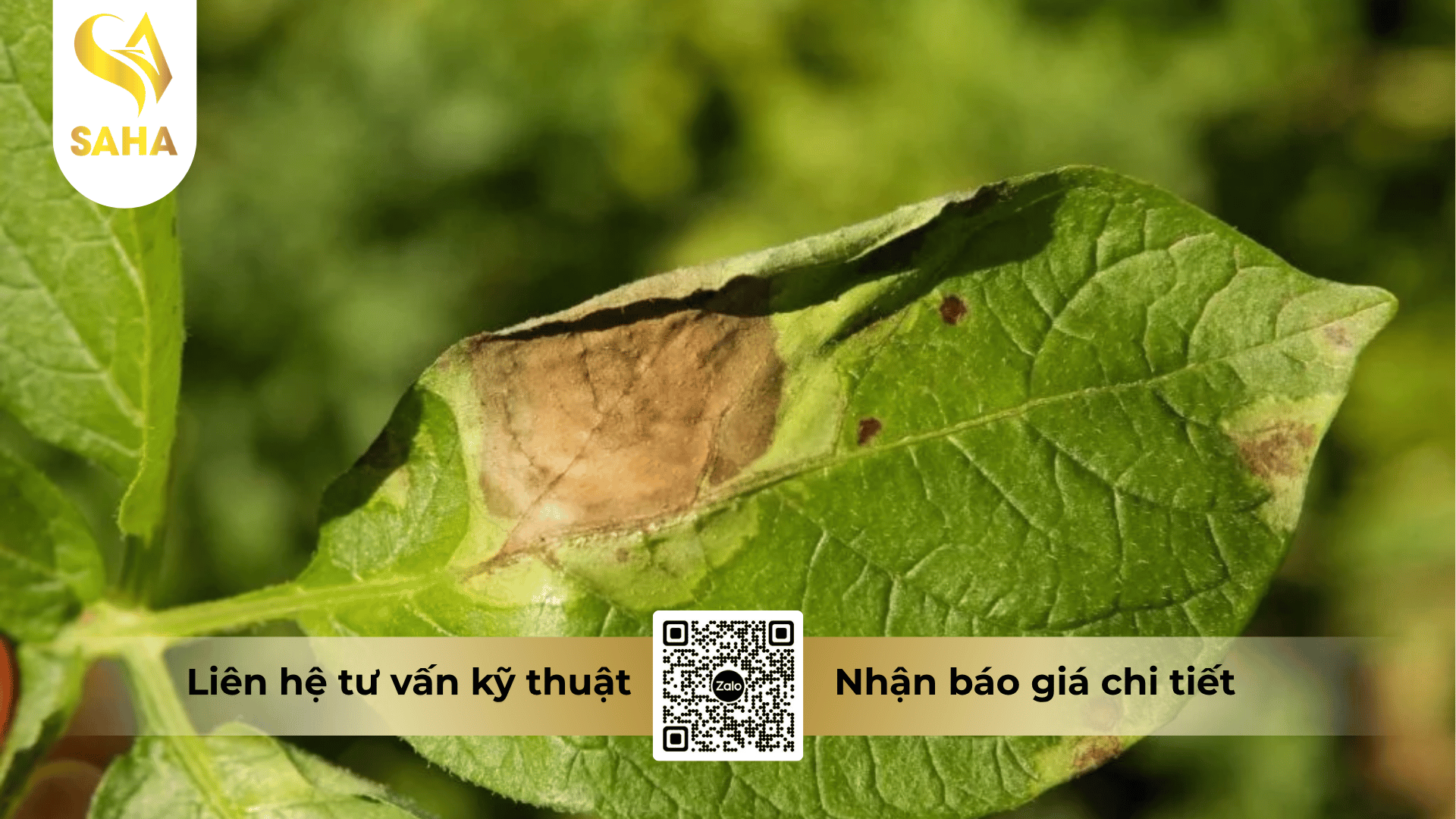 thong-tin-chung-thuoc-tru-benh-dirobin-30wg.png