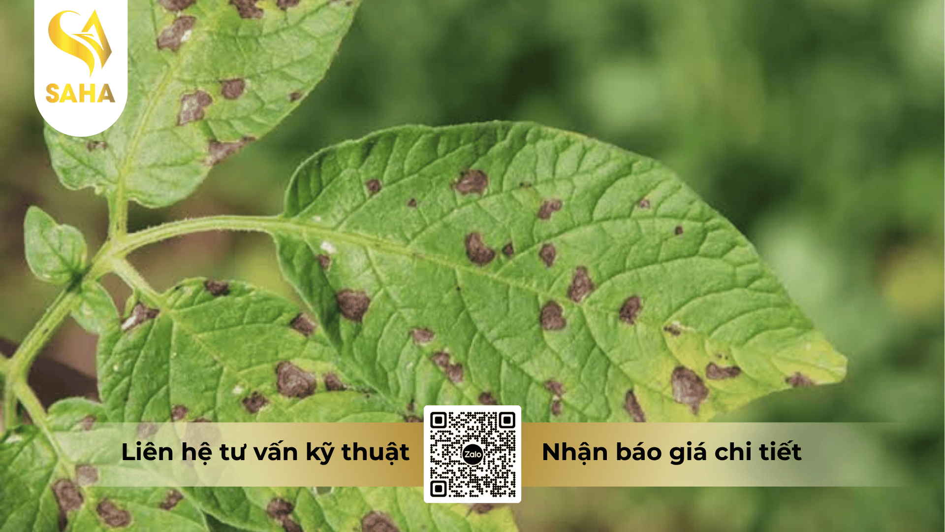 cong-dung-thuoc-tru-benh-dirobin-30wg.png