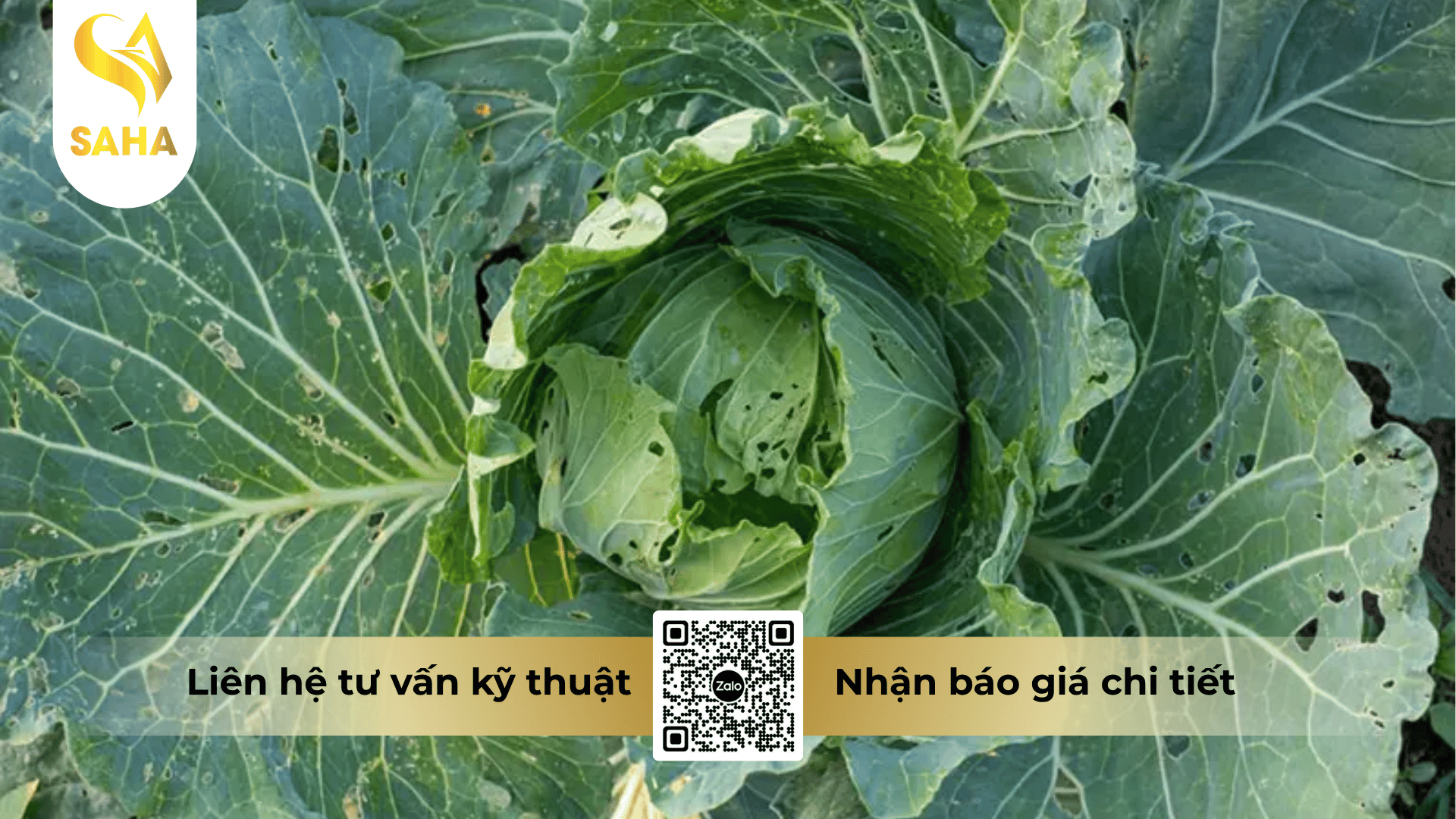 thong-tin-chung-thuoc-tru-sau-disrex-0-6sl.png