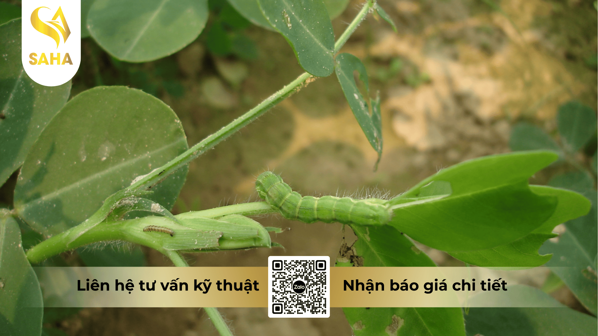 cong-dung-thuoc-tru-sau-disrex-0-6sl.png