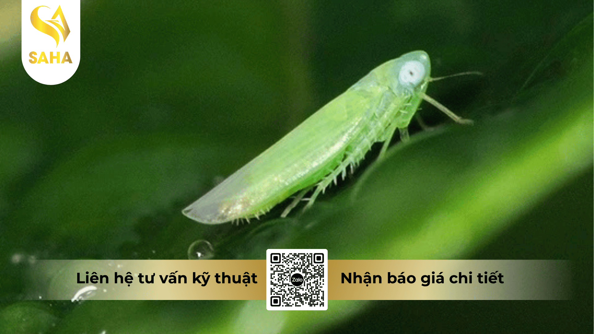 thong-tin-chung-thuoc-tru-sau-dk-annong-super-909ec.png