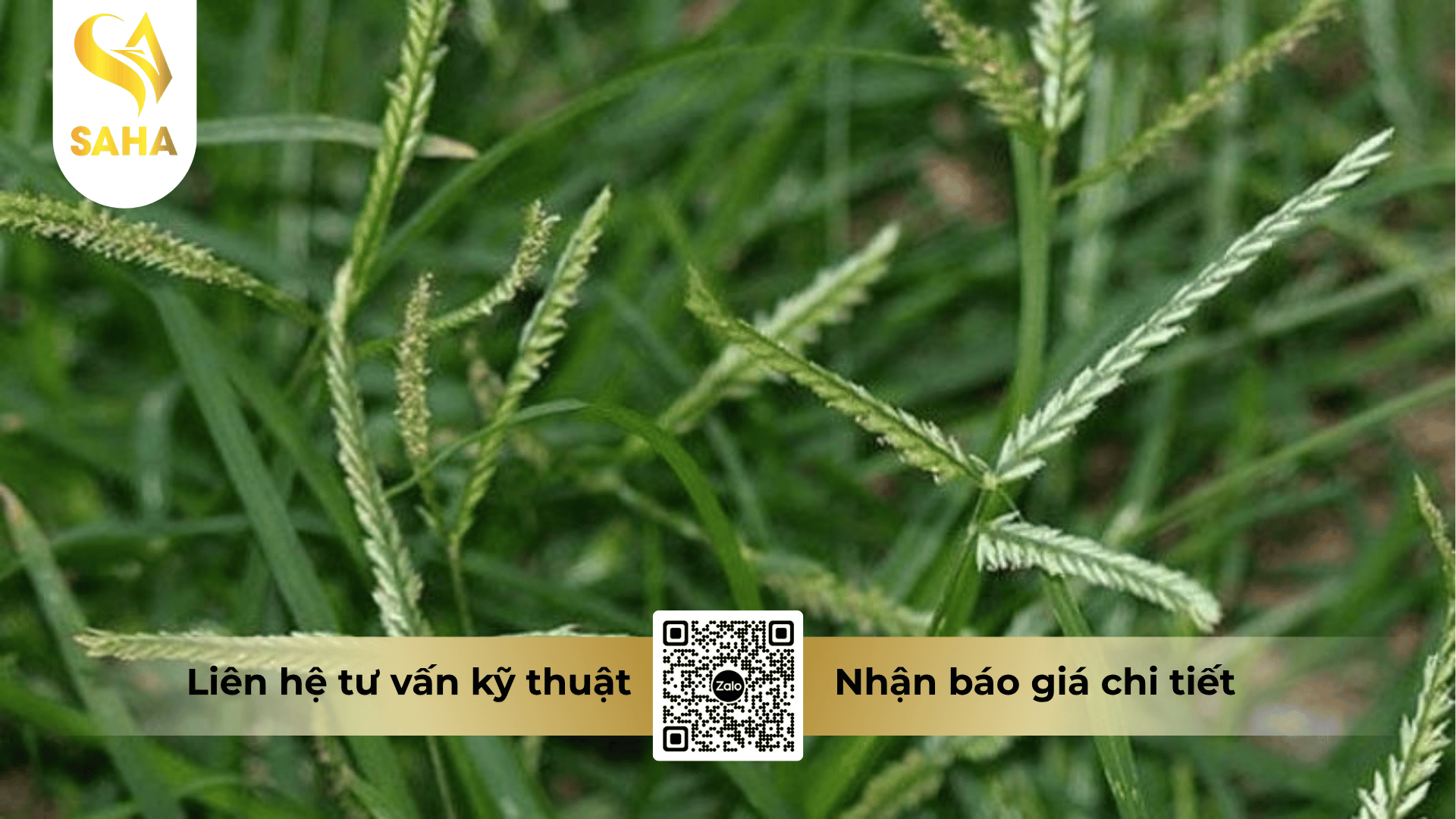 thong-tin-chung-thuoc-tru-co-dktazone-480sl.png