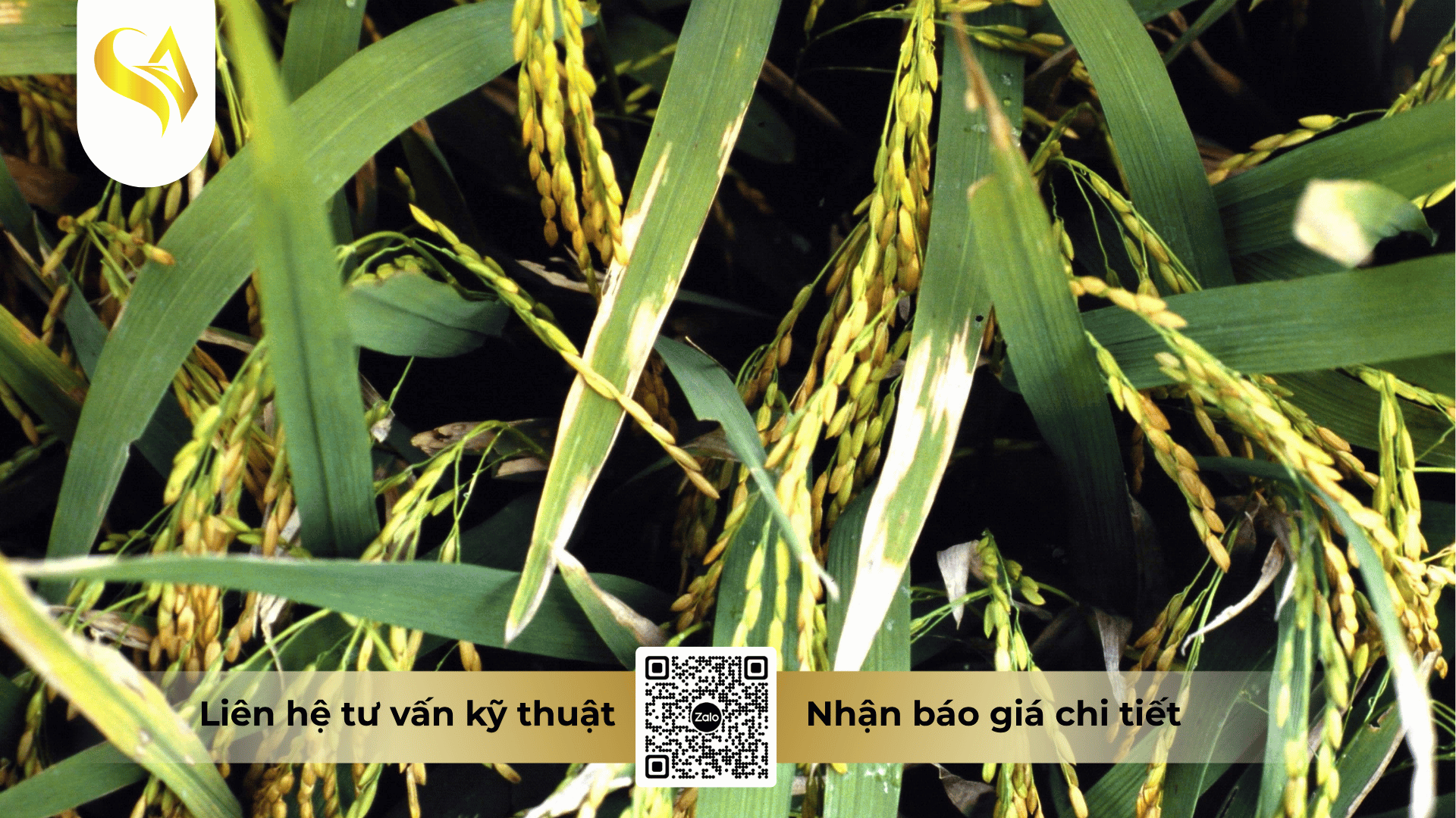 moi-nguy-hai-tu-benh-vi-khuan-hai-lua-trong-mua-mua-bao.png