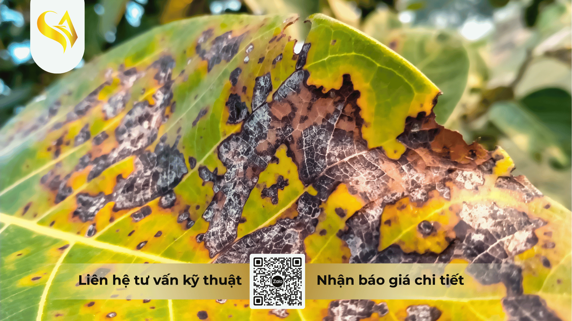 moi-nguy-hai-tu-benh-than-thu-va-ap-luc-nhiem-trung-kep-tren-cay-trong.png
