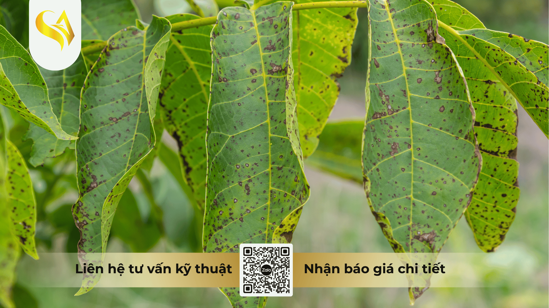 cong-dung-thuc-te-cua-captivan-400wp-tren-cay-an-trai-va-rau-mau.png