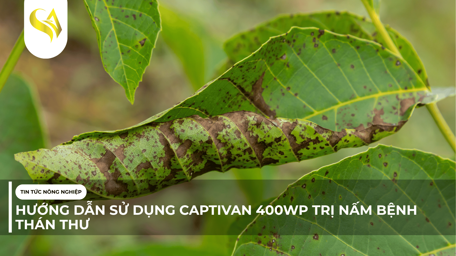 HƯỚNG DẪN SỬ DỤNG CAPTIVAN 400WP TRỊ NẤM BỆNH THÁN THƯ
