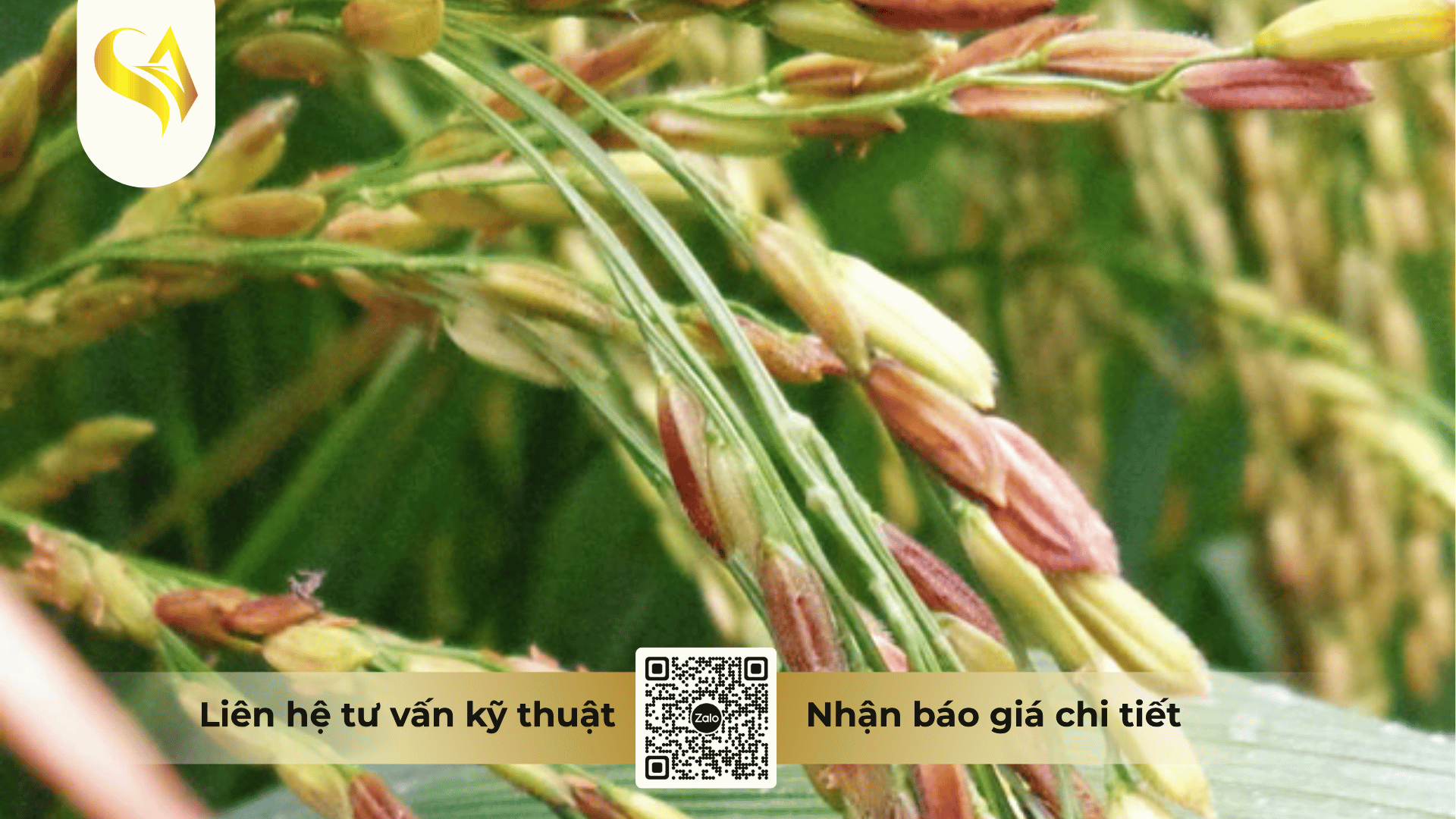 cac-cau-hoi-thuong-gap-ve-thuoc-tru-benh-king-cide-460sc-faq.png