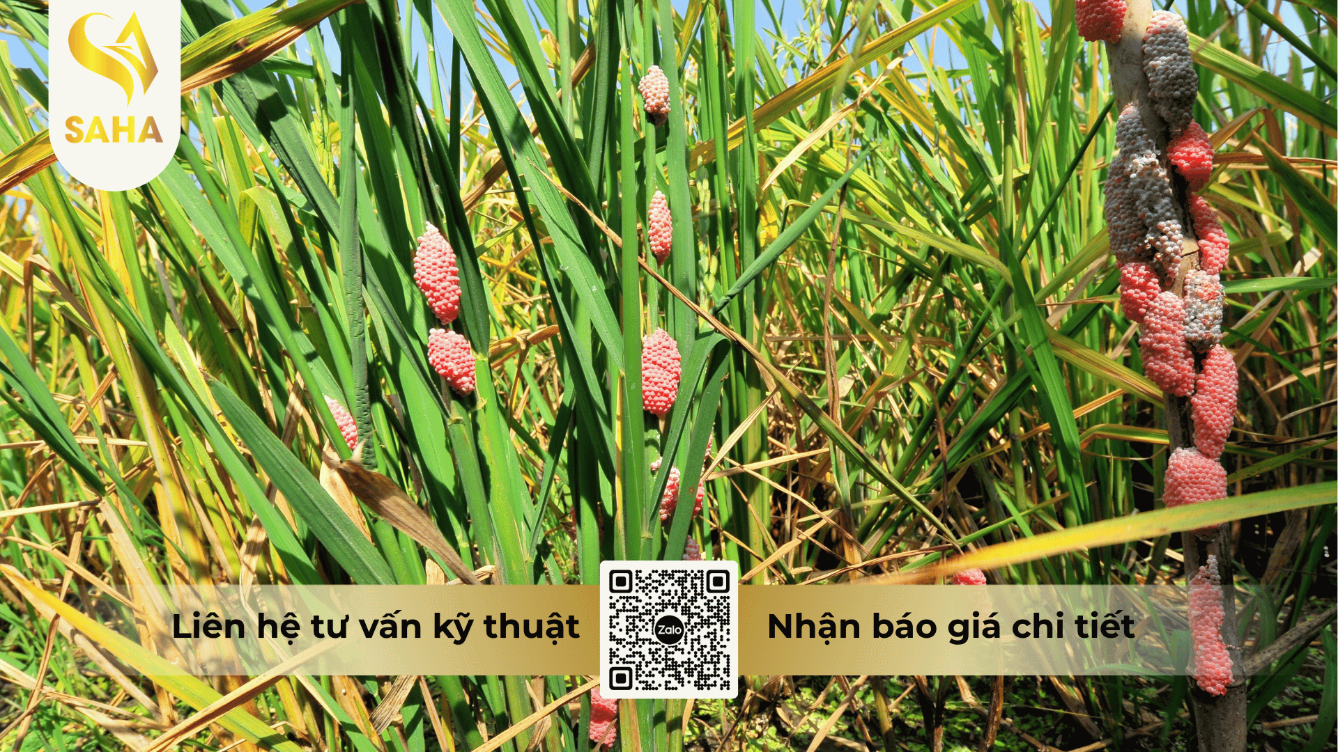 thong-tin-chung-thuoc-tru-oc-dobay-810wp.png