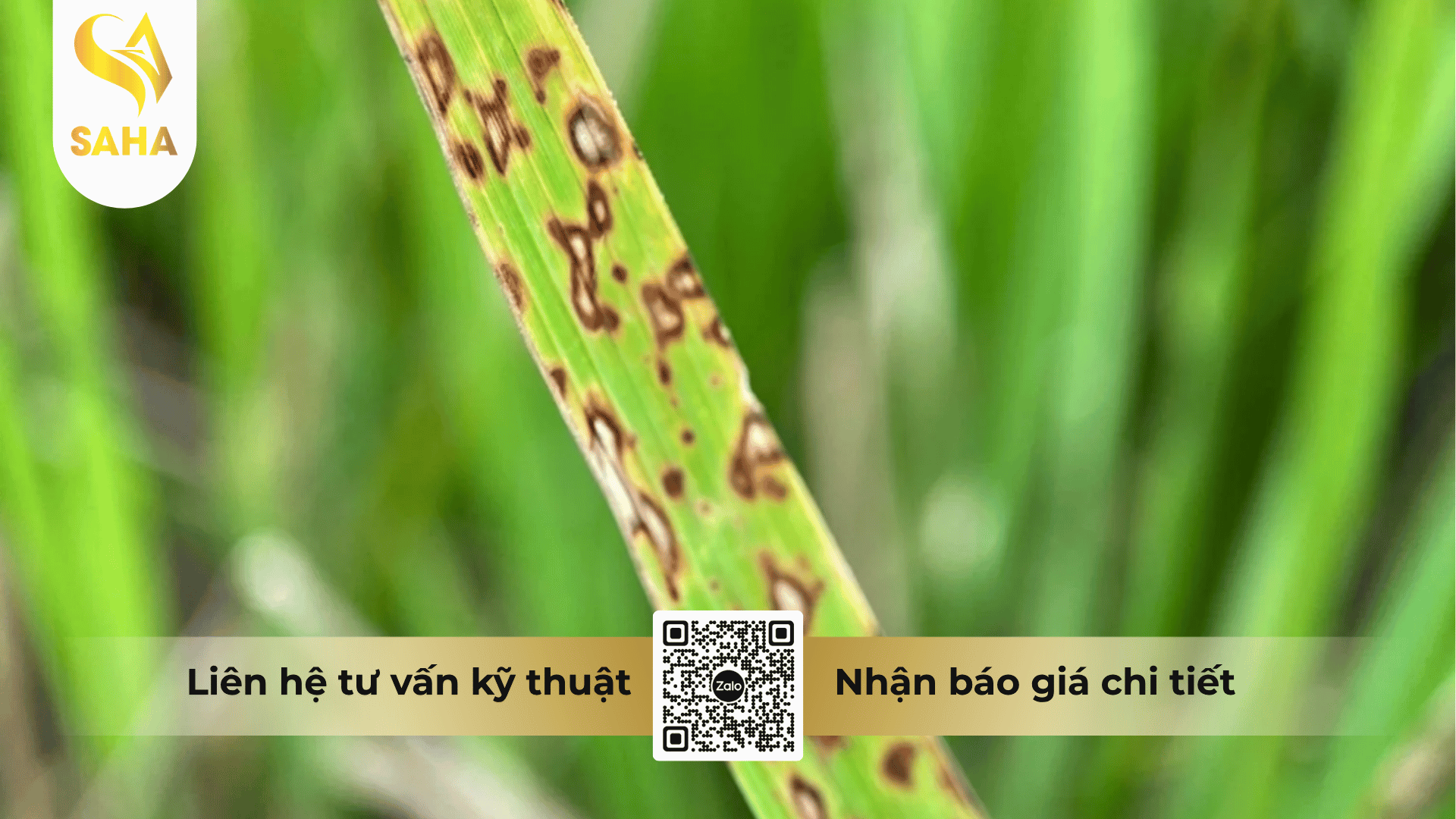 thong-tin-chung-thuoc-tru-benh-dohazol-250sc.png