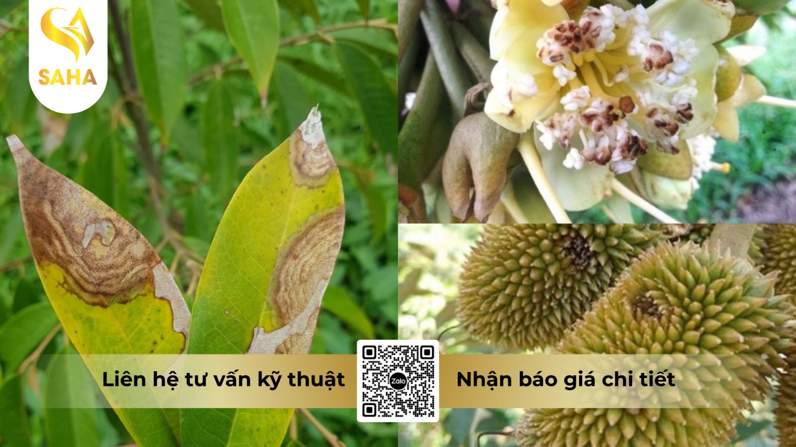 Vết bệnh thán thư lan rộng từ chóp và mép lá sầu riêng