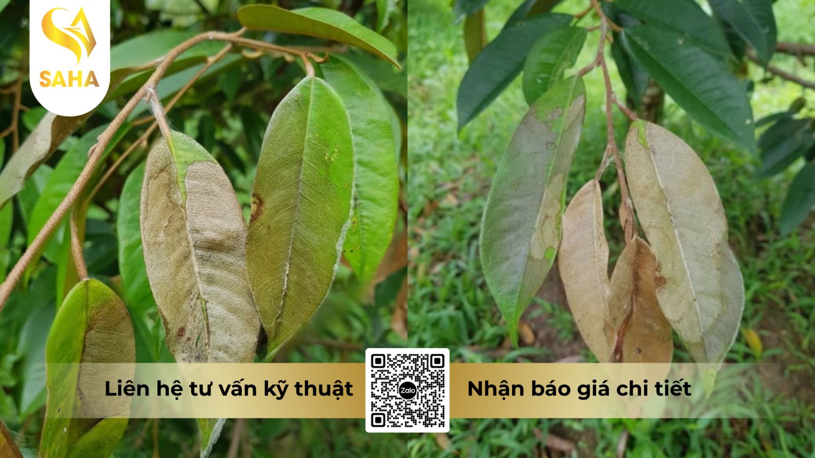 Quan sát đường ranh giới vết bệnh để phân biệt thán thư và cháy lá do nắng