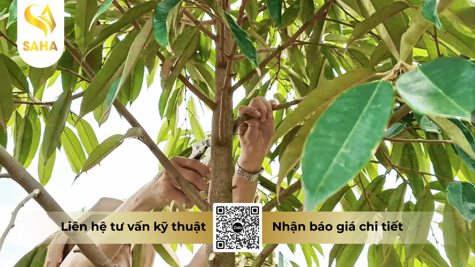 Cắt tỉa cành thông thoáng giúp hạn chế mầm bệnh thán thư phát triển
