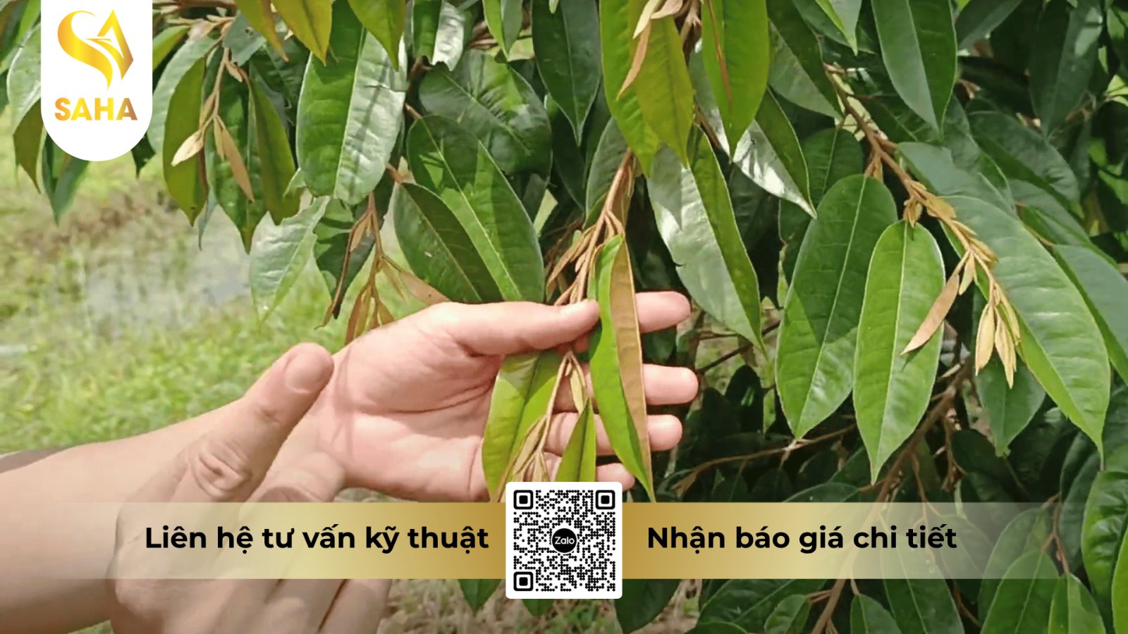 Phun ướt đều tán lá khi phát hiện vết bệnh thán thư chớm xuất hiện