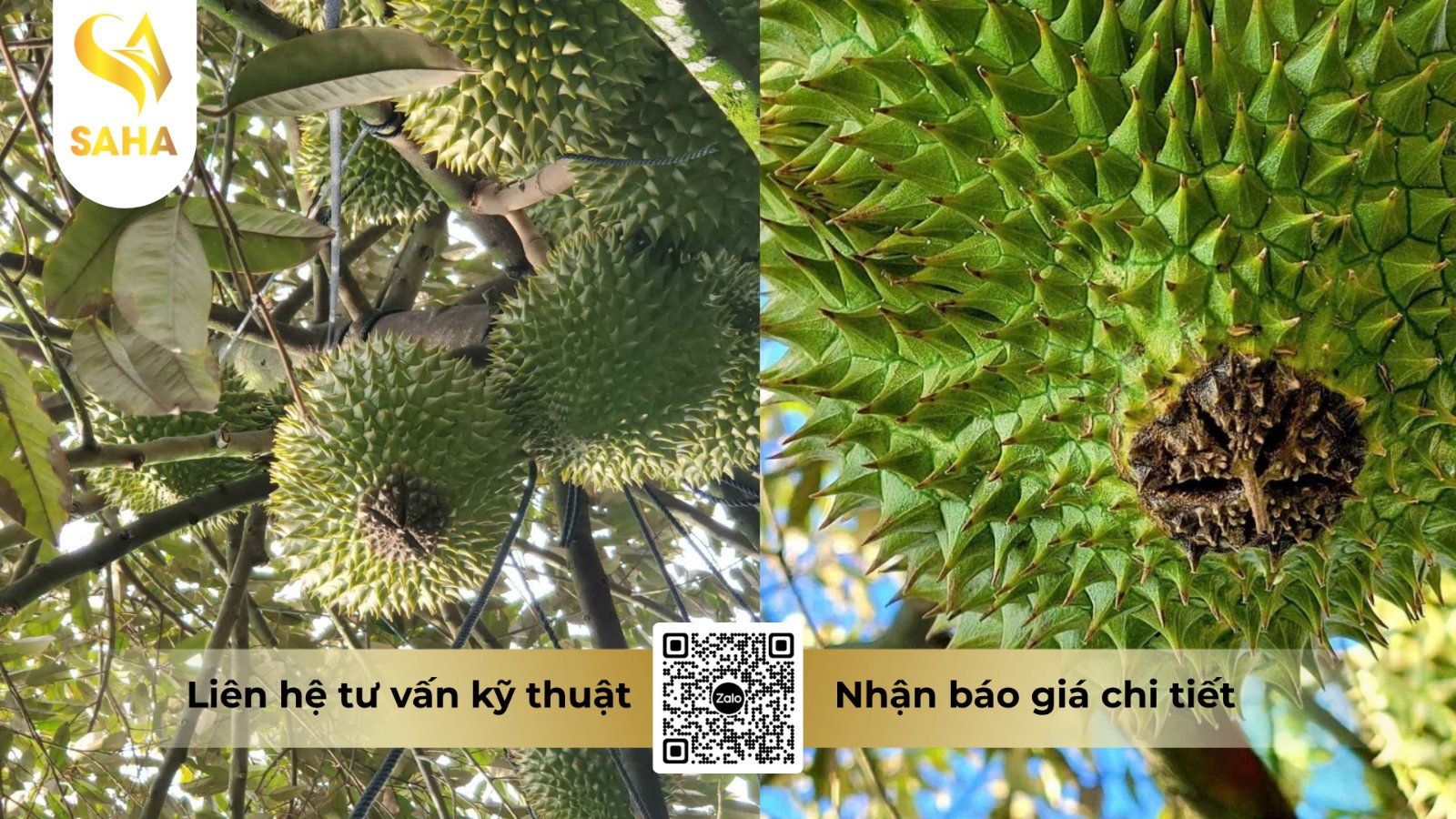 Dấu hiệu bệnh thối trái sầu riêng với vết nâu loang trên vỏ