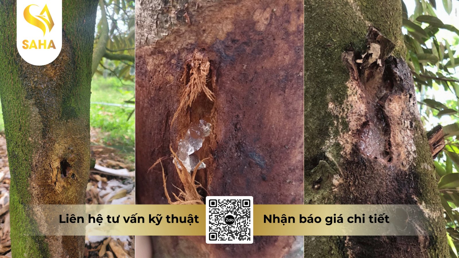 Bào tử nấm phát tán mạnh trong điều kiện mưa dầm và độ ẩm cao