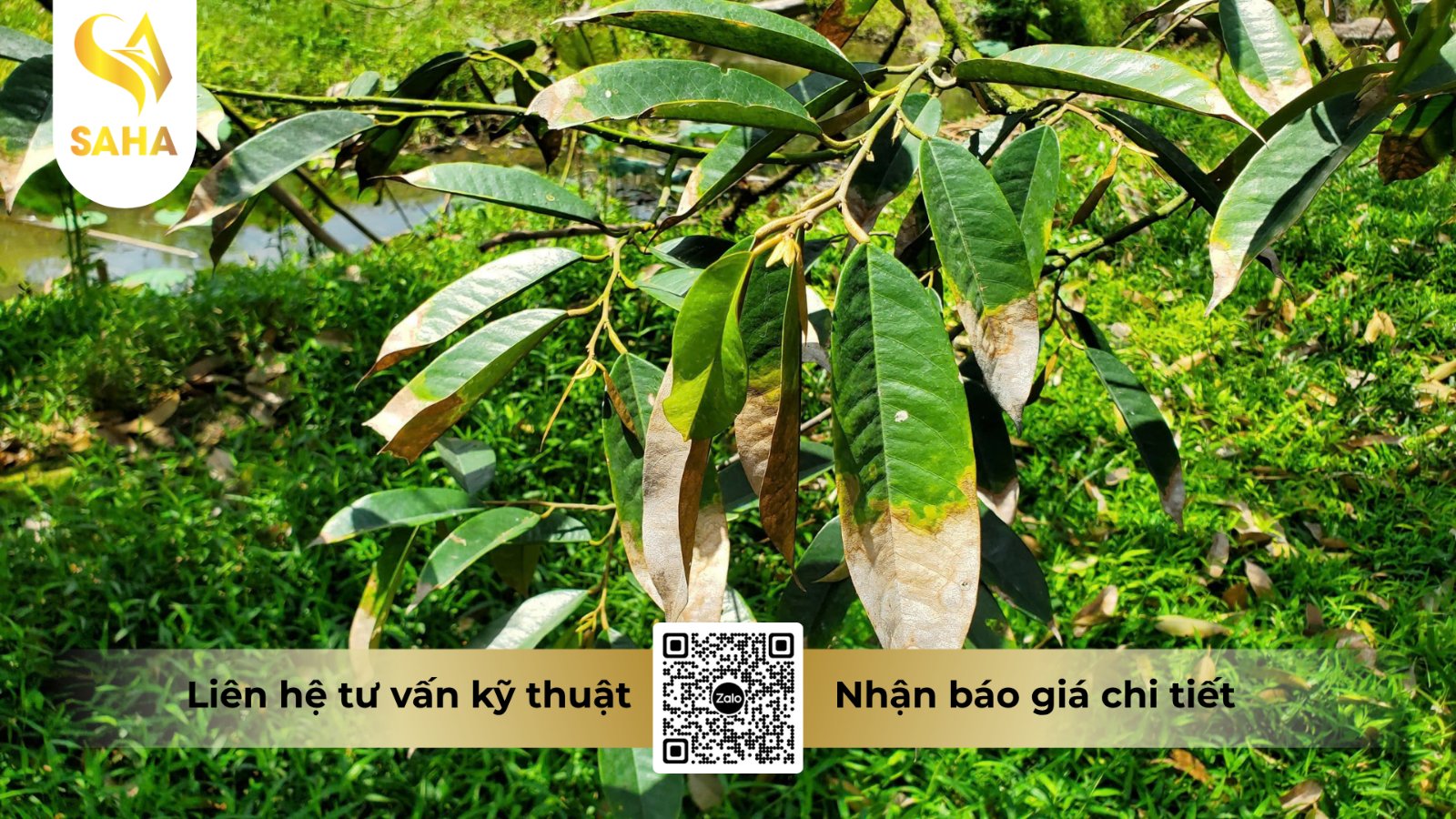Phân biệt triệu chứng thối trái do nấm và vết sâu đục