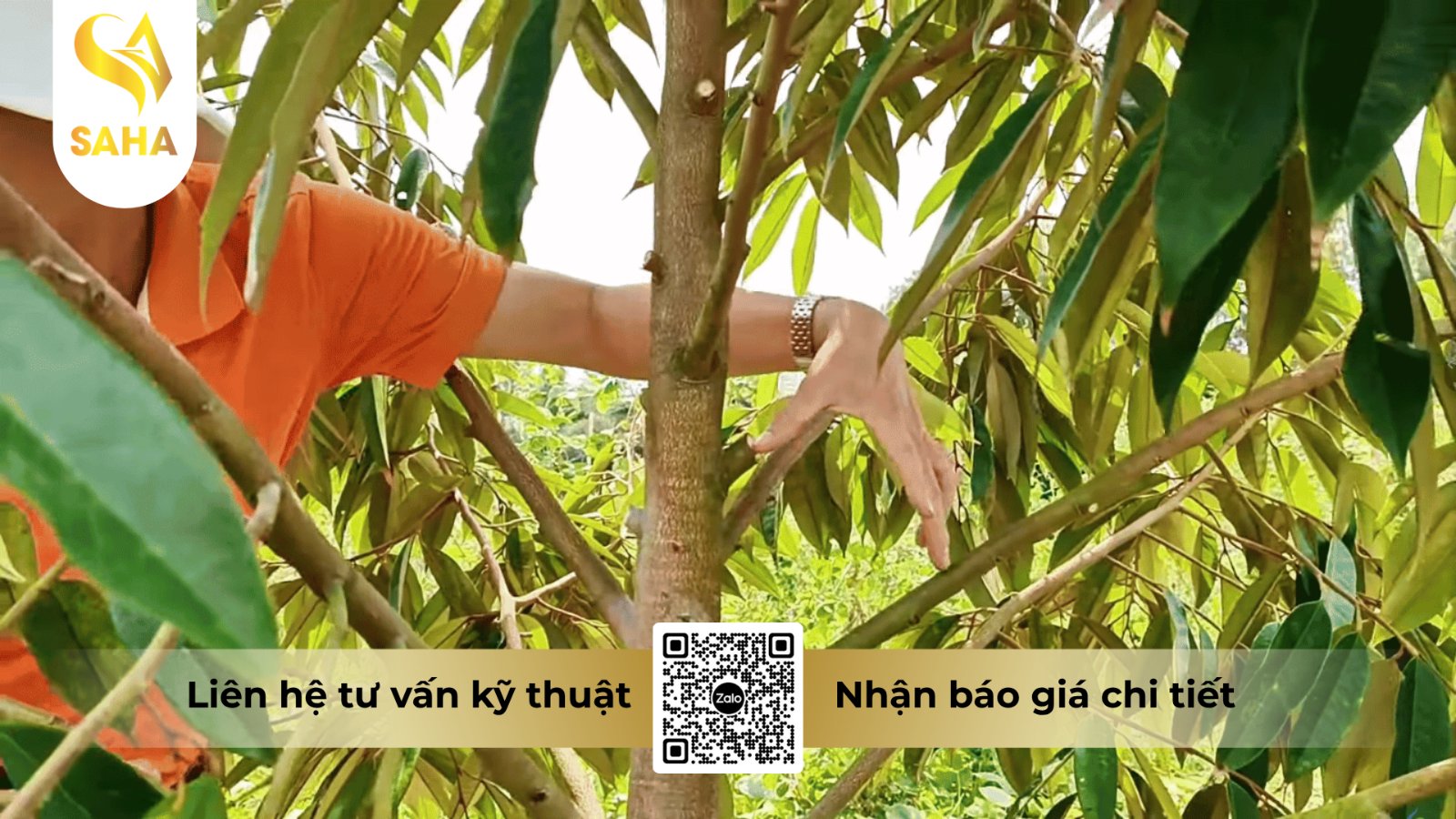 Tỉa cành thông thoáng giúp hạn chế ẩm độ và mầm bệnh phát sinh