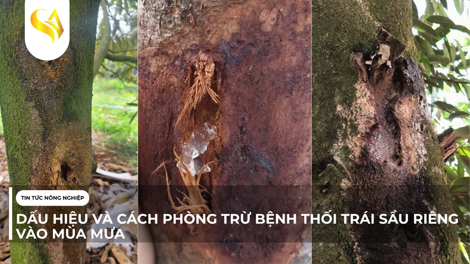 DẤU HIỆU VÀ CÁCH PHÒNG TRỪ BỆNH THỐI TRÁI SẦU RIÊNG VÀO MÙA MƯA