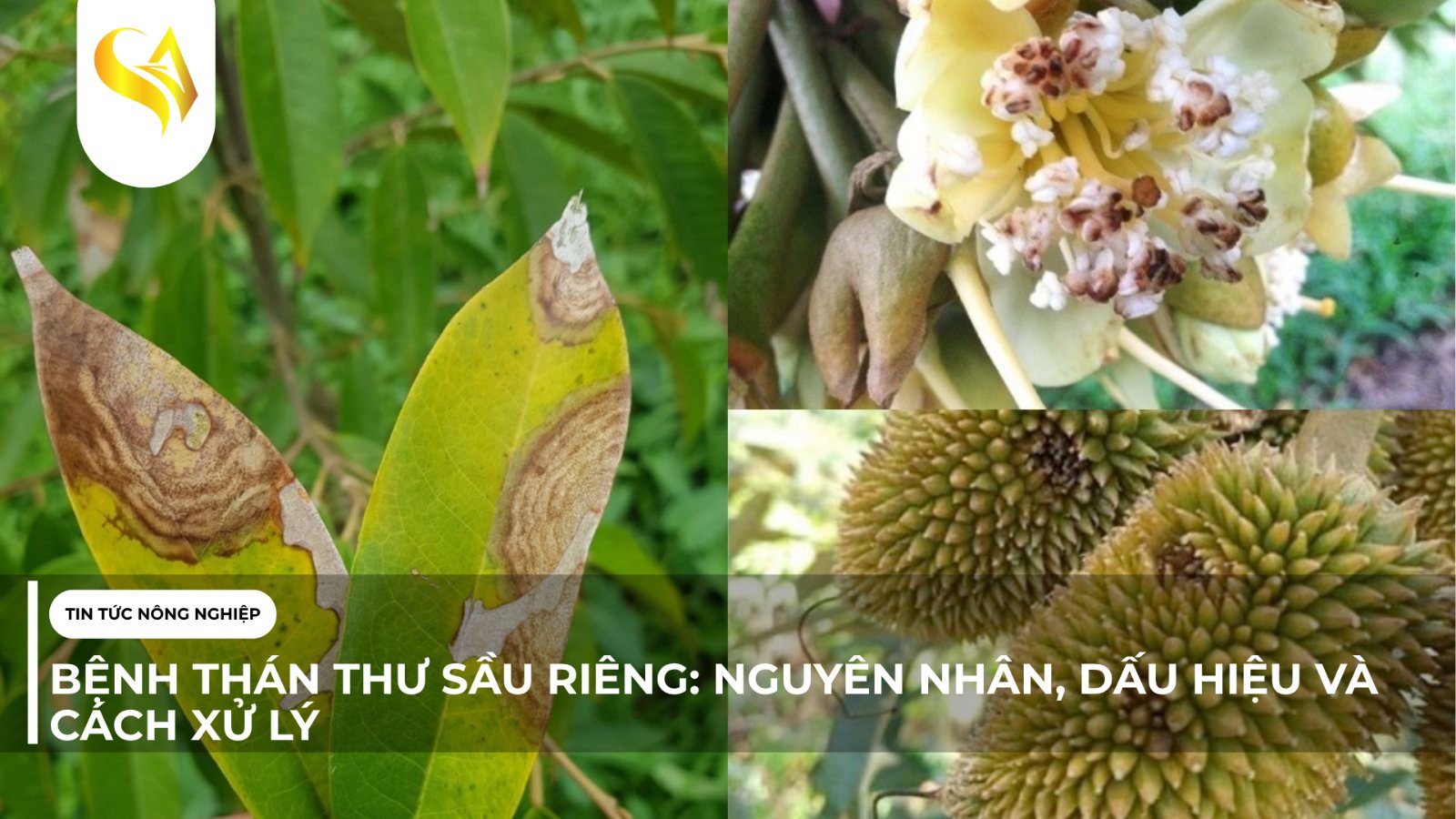 BỆNH THÁN THƯ SẦU RIÊNG: NGUYÊN NHÂN, DẤU HIỆU VÀ CÁCH XỬ LÝ