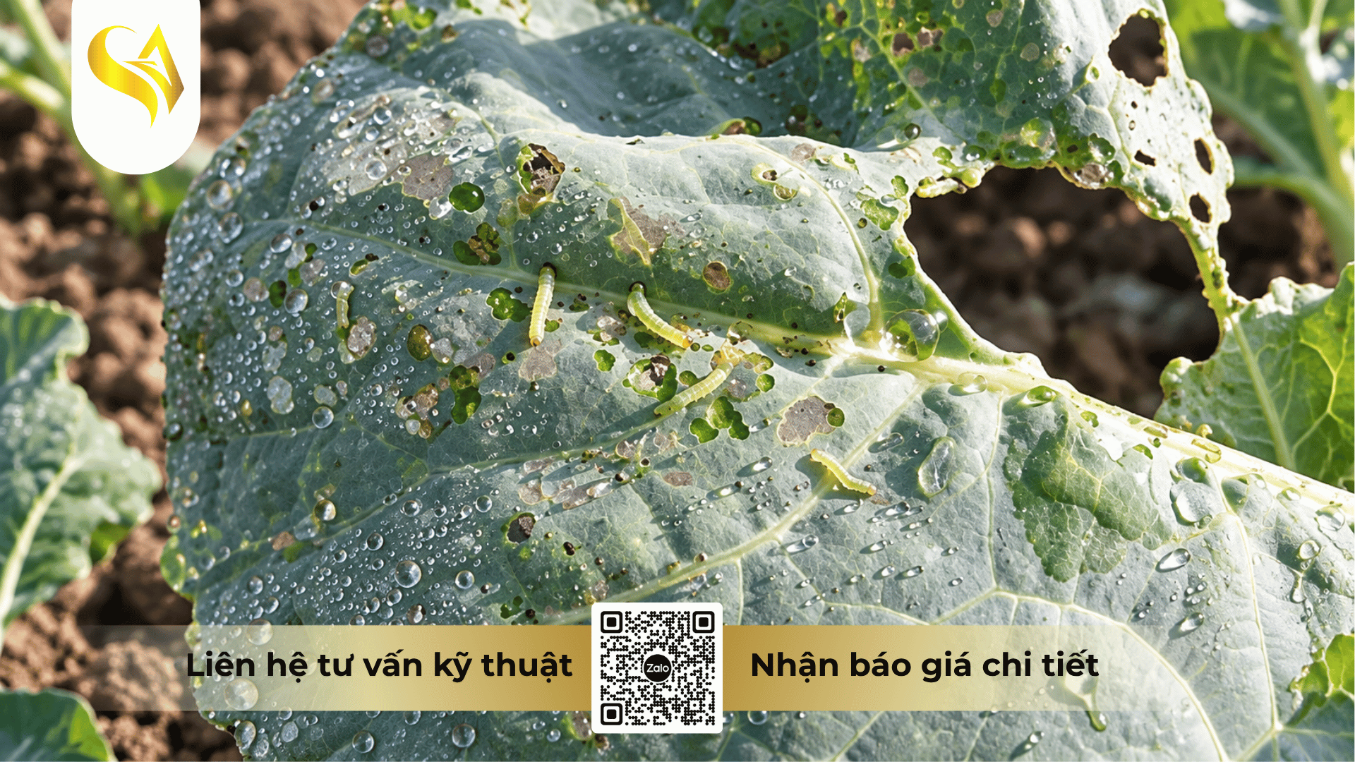 thuc-trang-sau-hai-lon-thuoc-va-nguy-co-mat-trang-mua-mang.png