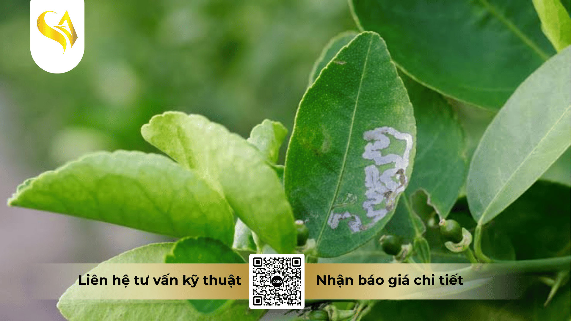 luan-phien-irac-la-gi-va-ban-chat-cot-loi-cua-viec-doi-thuoc.png