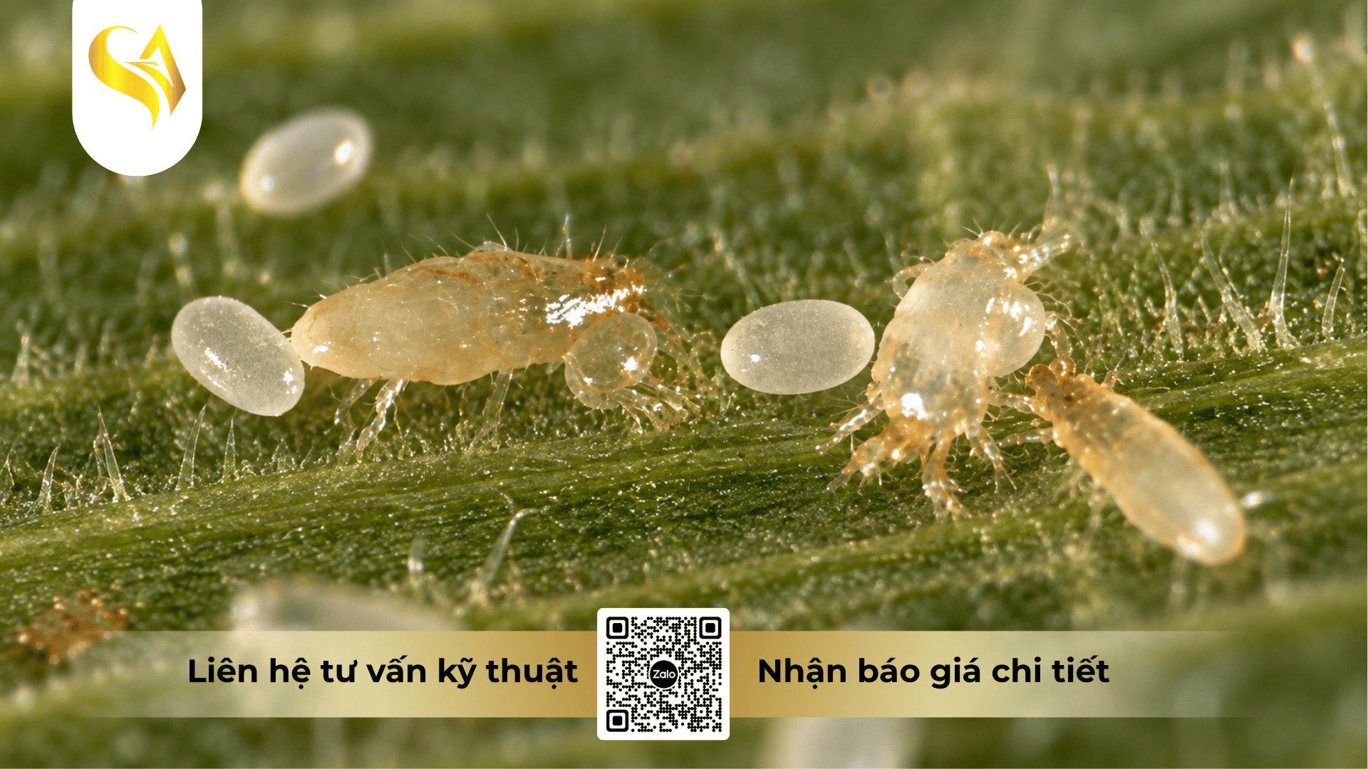 nguyen-tac-thiet-ke-chien-luoc-cua-so-thoi-gian-chuan-ky-thuat.png