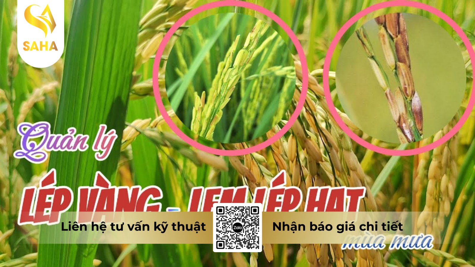 Nấm thán thư tấn công vỏ trấu làm lem lép hạt lúa