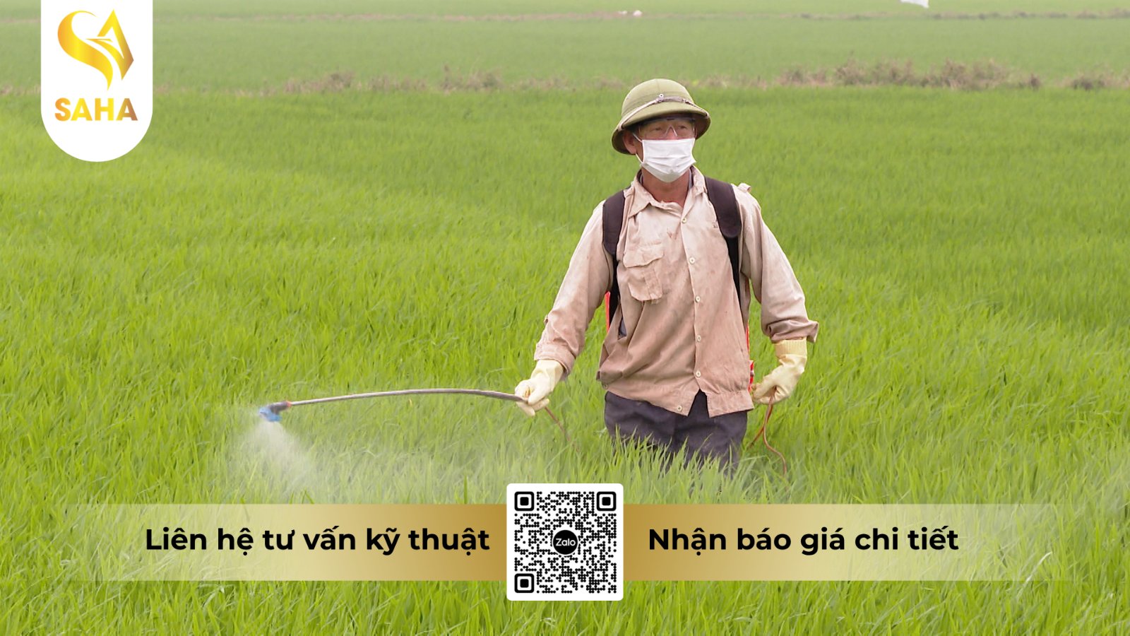 Kiểm tra ruộng và phun thuốc trừ bệnh đúng thời điểm