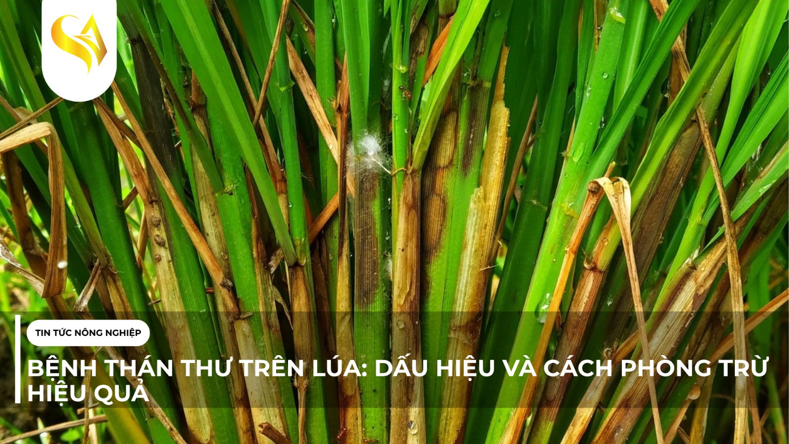 BỆNH THÁN THƯ TRÊN LÚA: DẤU HIỆU VÀ CÁCH PHÒNG TRỪ HIỆU QUẢ