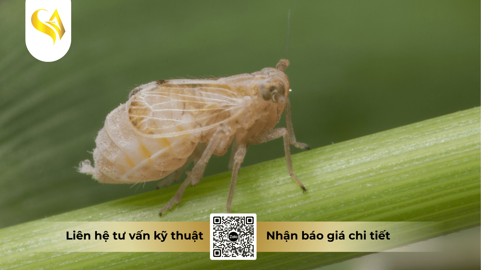 nguyen-tac-luan-phien-irac-chong-lon-thuoc-cho-cay-trong (1).png