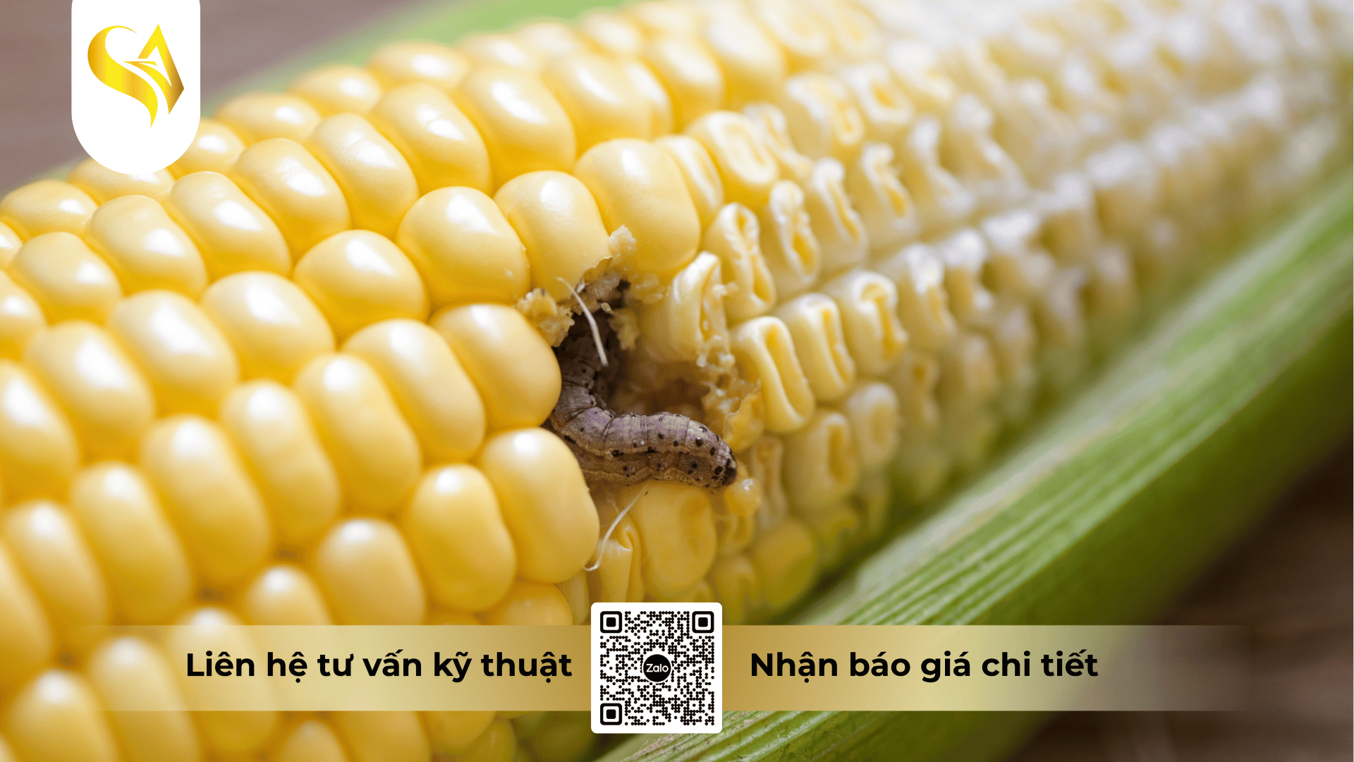 moi-nguy-hai-tiem-an-tu-sau-duc-than-doi-voi-nang-suat-cay-trong.png