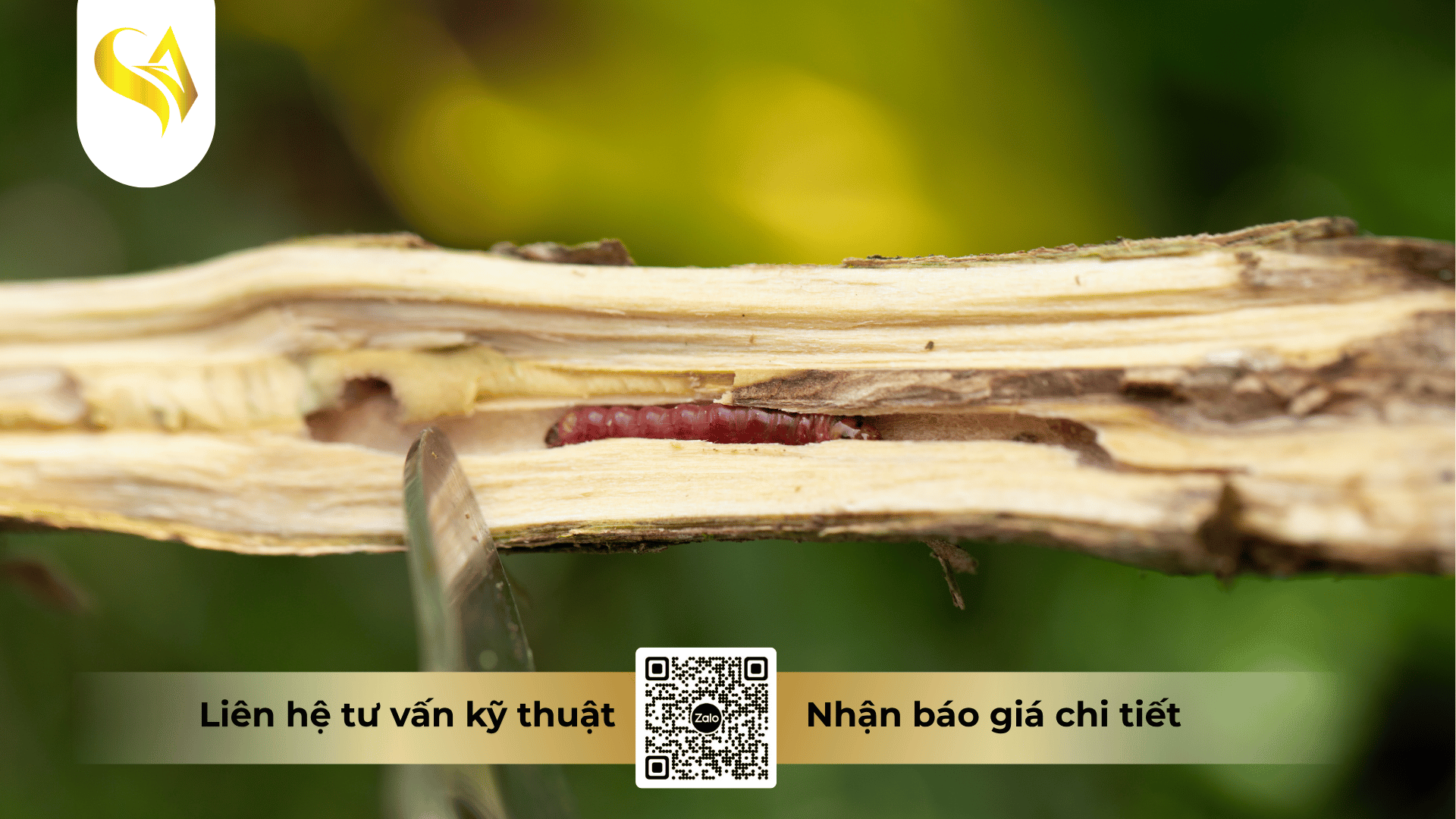 mot-so-nhom-hoat-chat-dac-tri-sau-duc-than-hieu-qua-cao.png