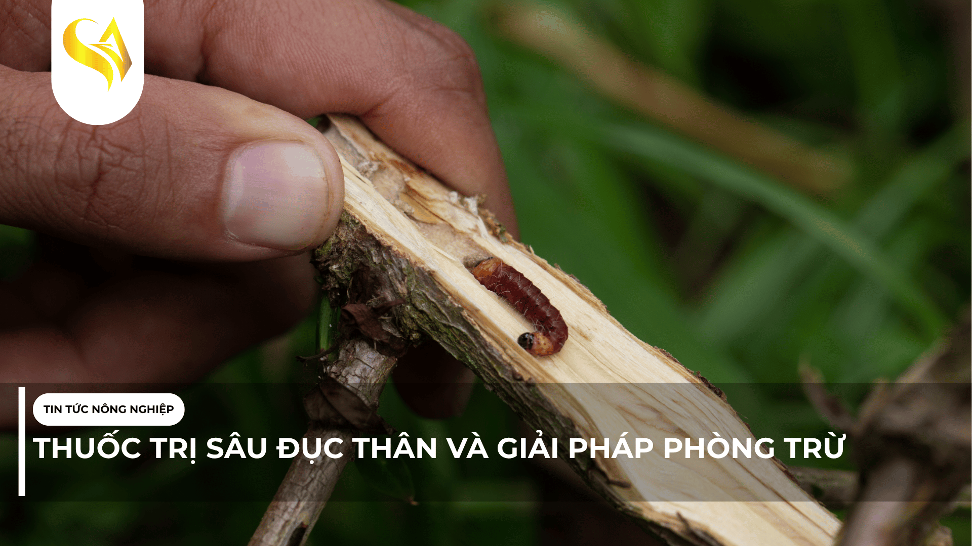 THUỐC TRỊ SÂU ĐỤC THÂN VÀ GIẢI PHÁP PHÒNG TRỪ