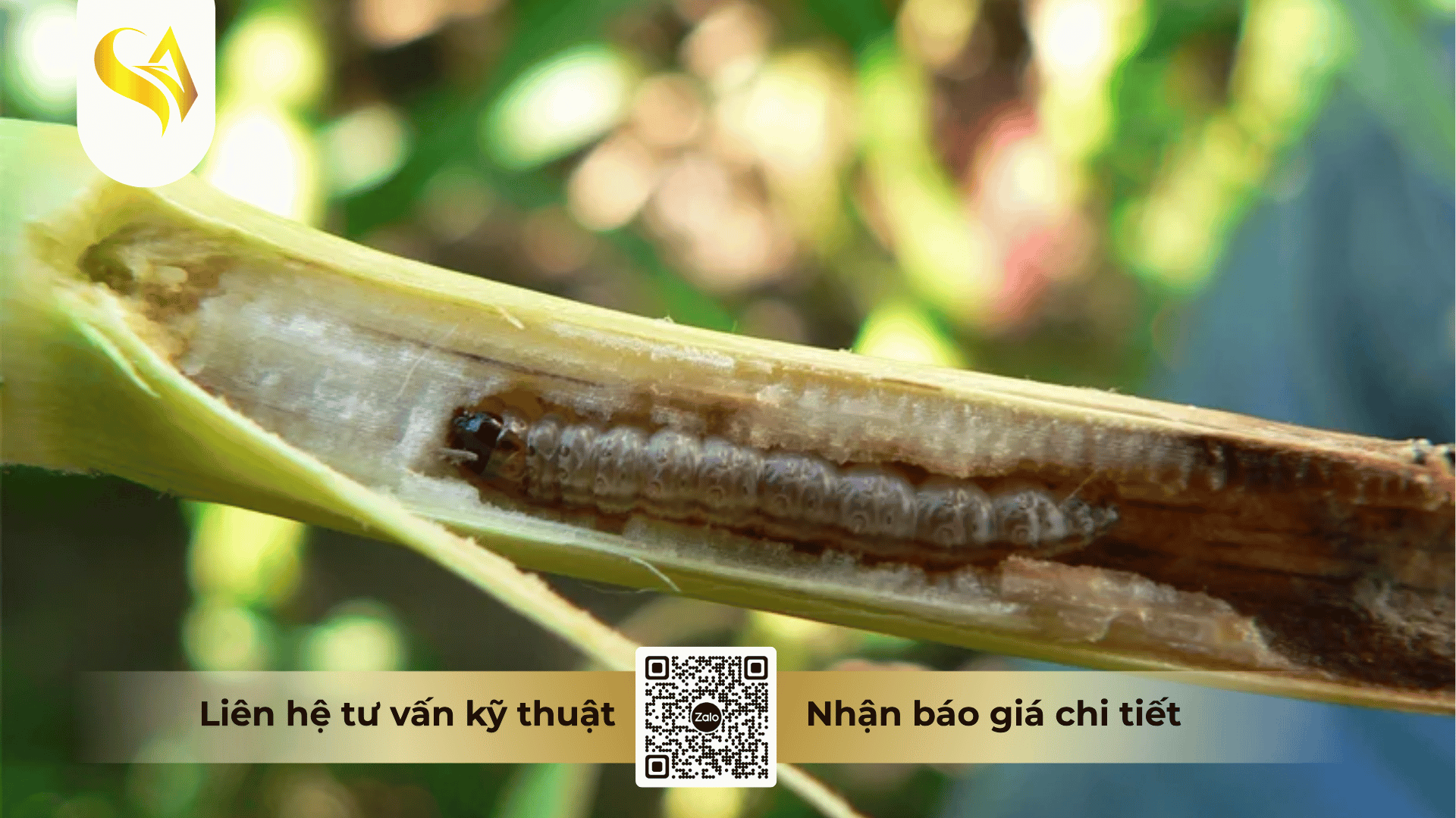 ung-dung-bang-phan-loai-irac-vao-xay-dung-chien-luoc-phong-tru-dich-hai.png